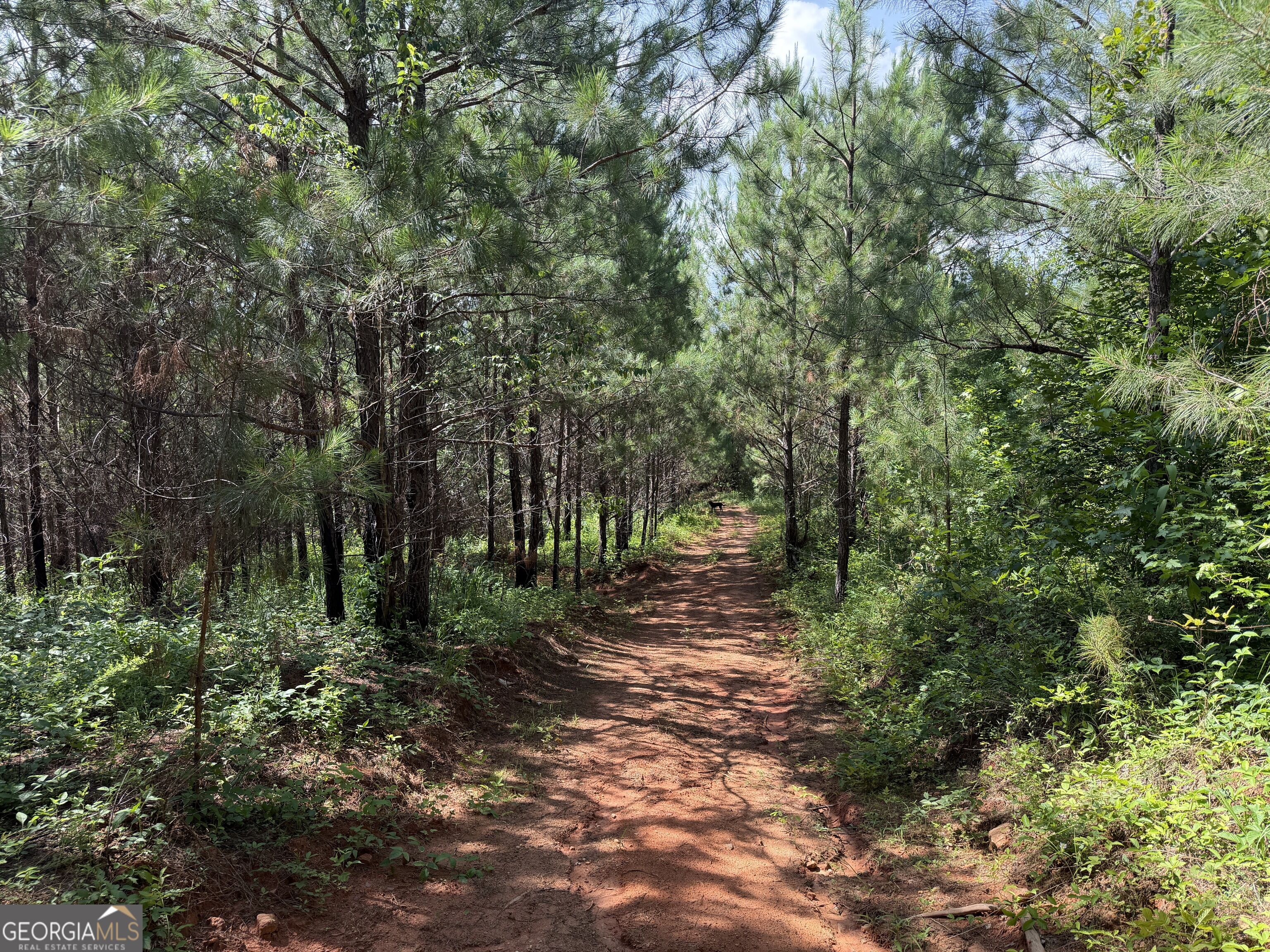 +/- 190 Ac Bevis Road Property Photo 15
