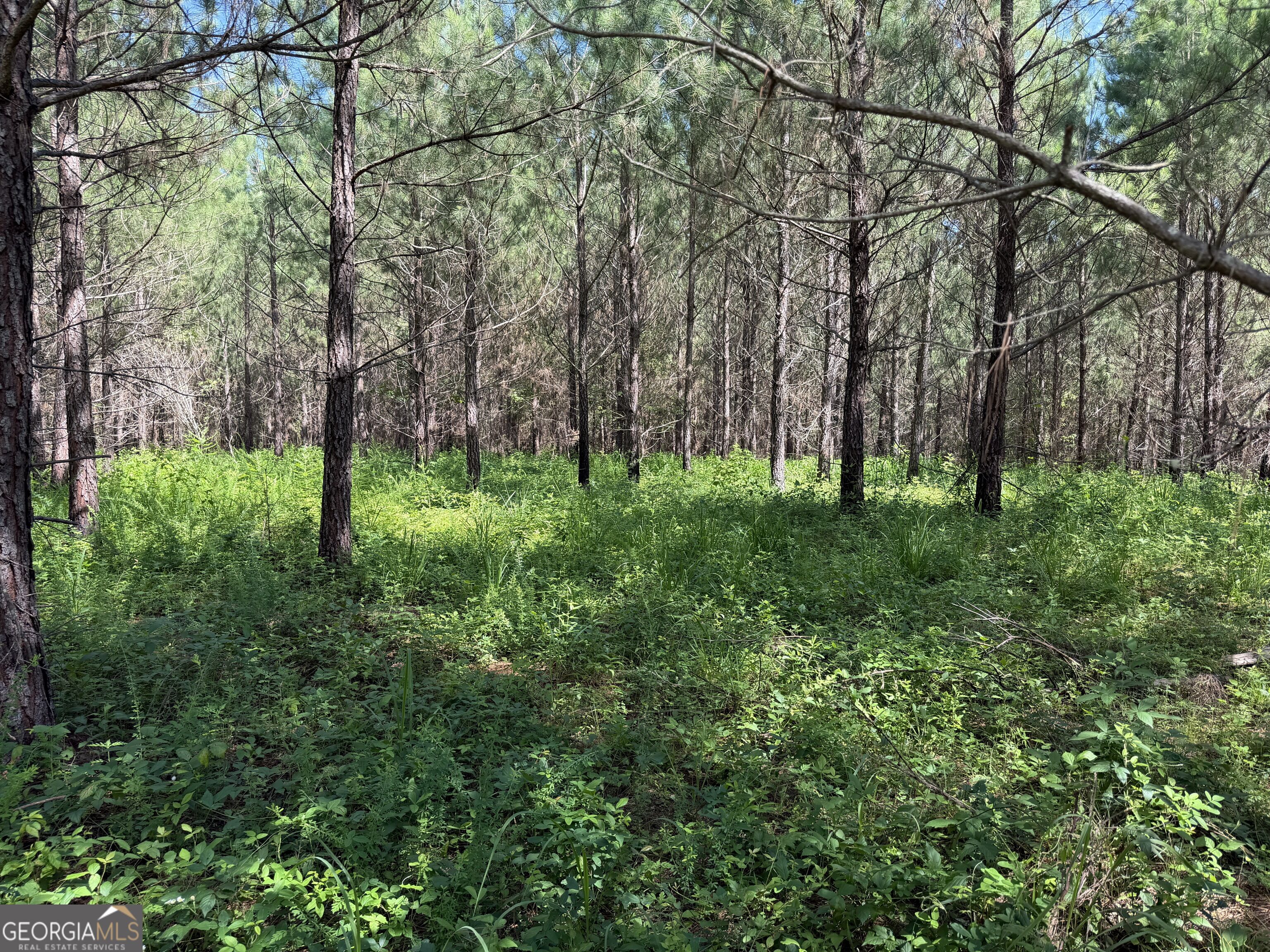 +/- 190 Ac Bevis Road Property Photo 18
