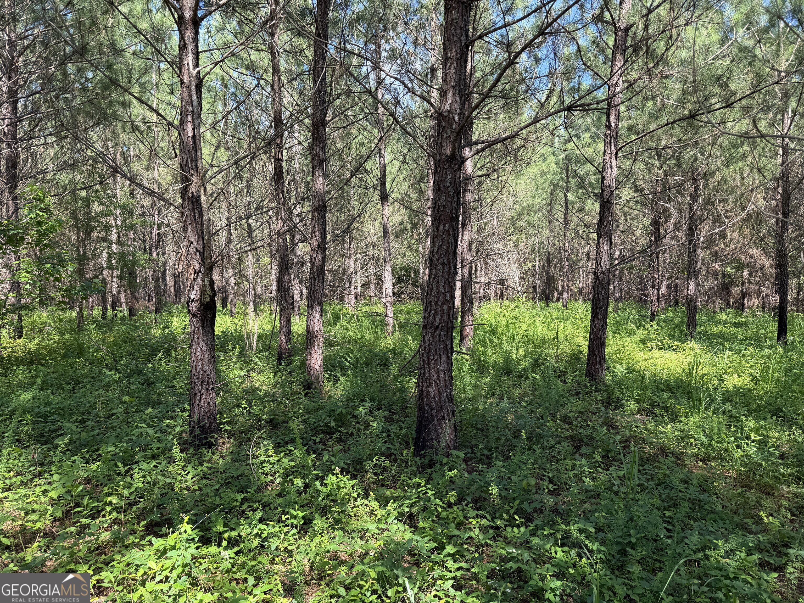 +/- 190 Ac Bevis Road Property Photo 19