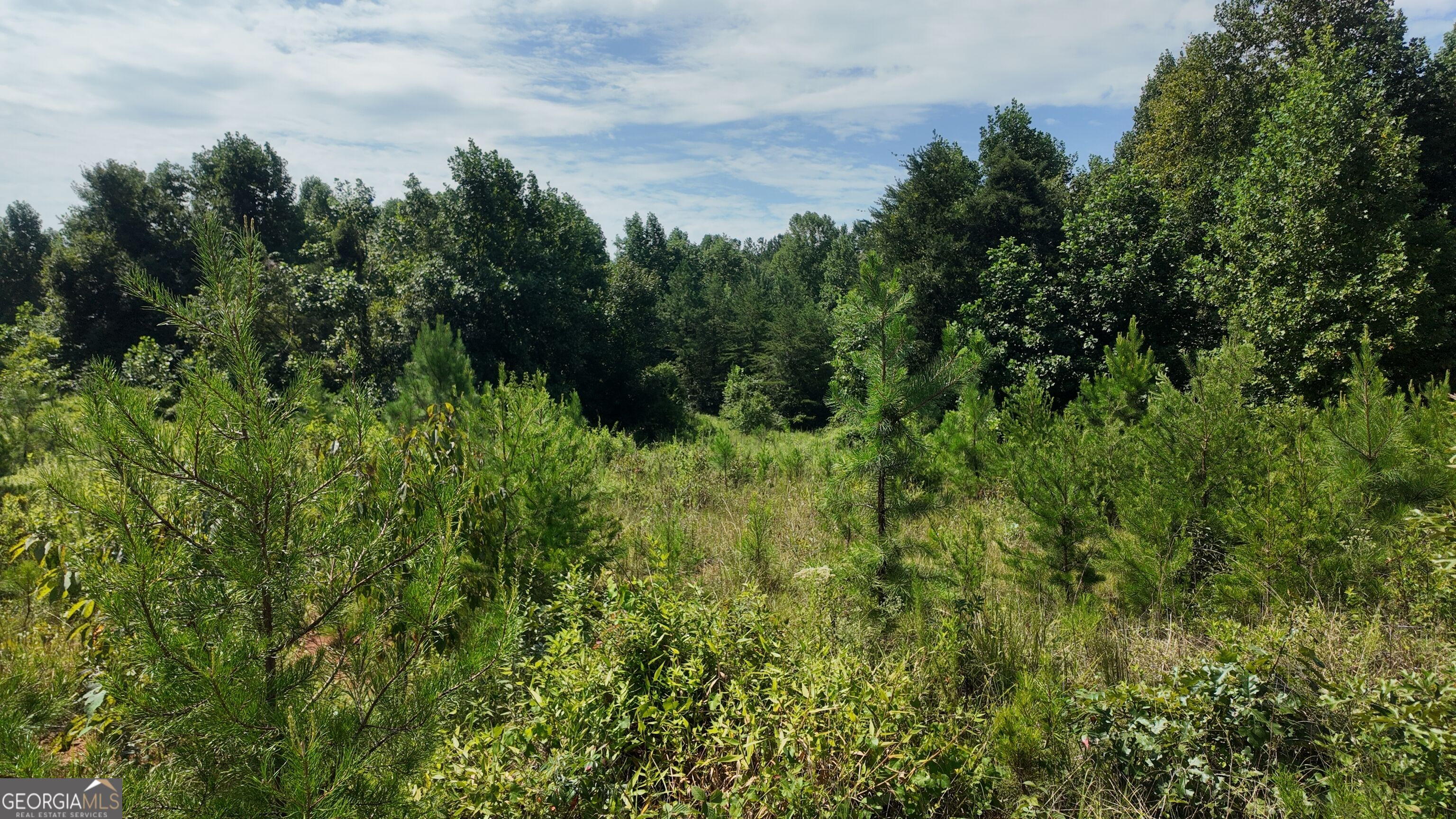 10.8 Ac Cody Road Property Photo 3