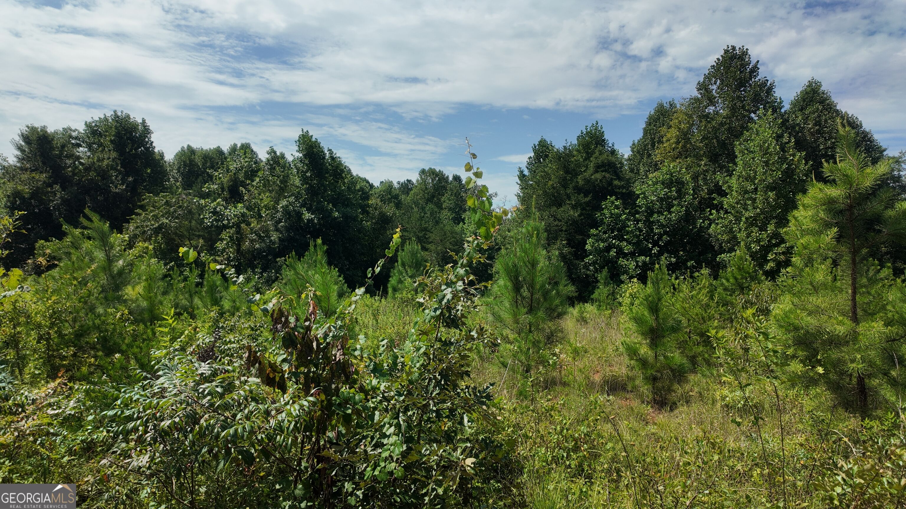 10.8 Ac Cody Road Property Photo 4