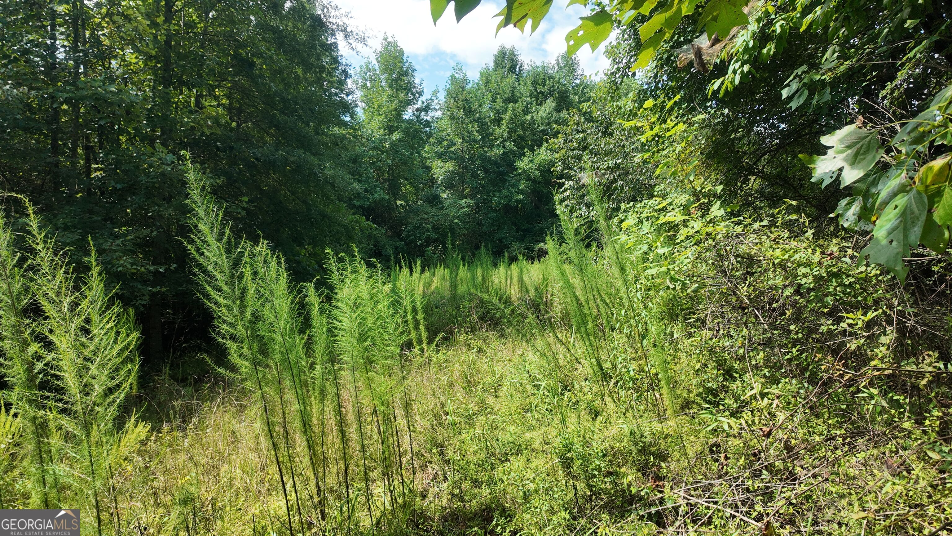10.8 Ac Cody Road Property Photo 5