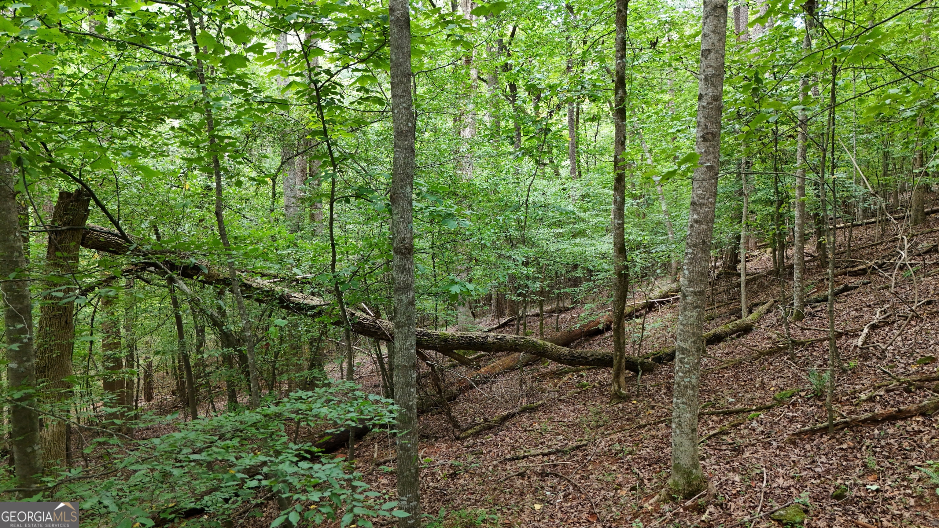 LOT 16 Morris Trail