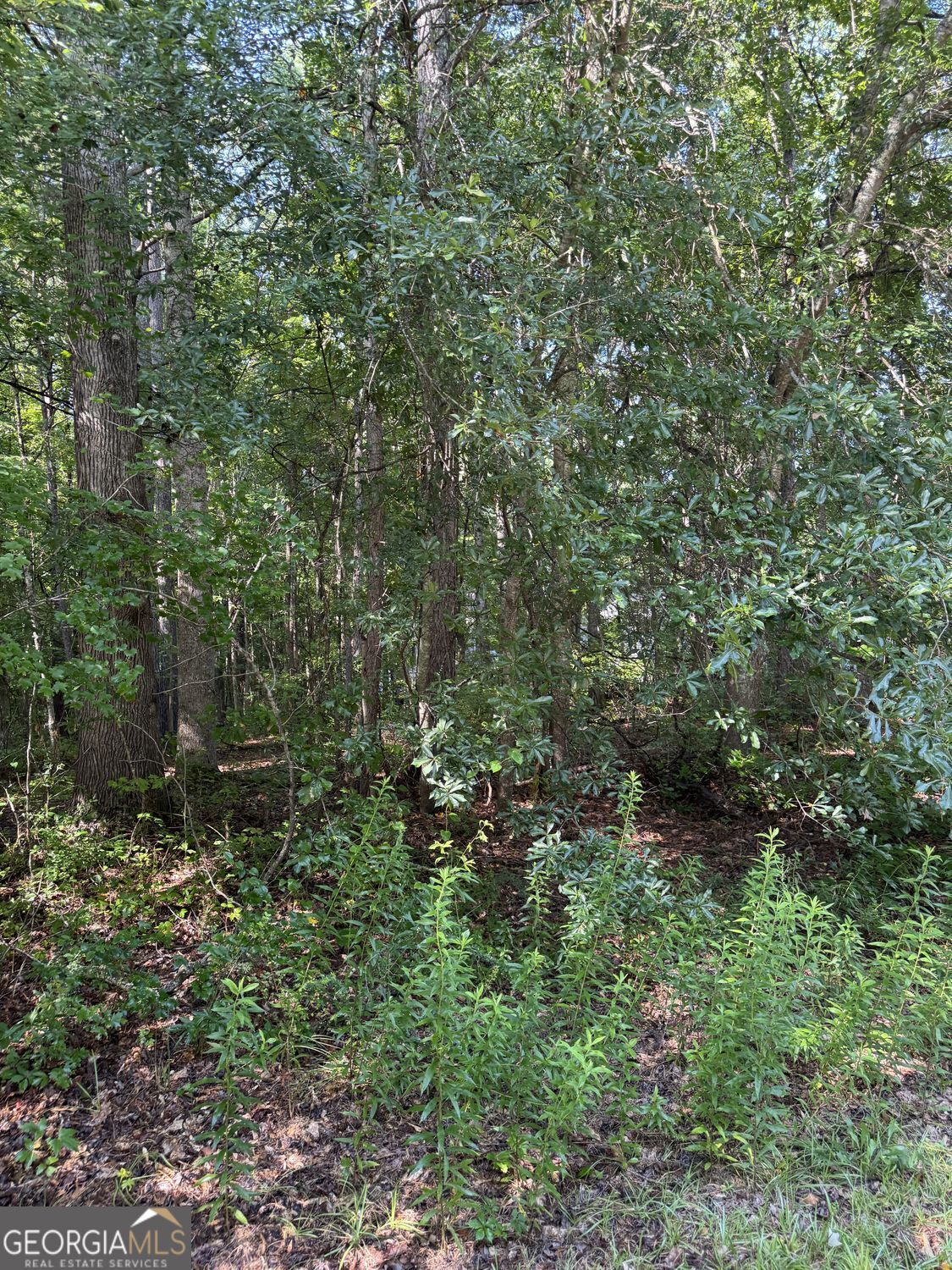 89 Trellis Court