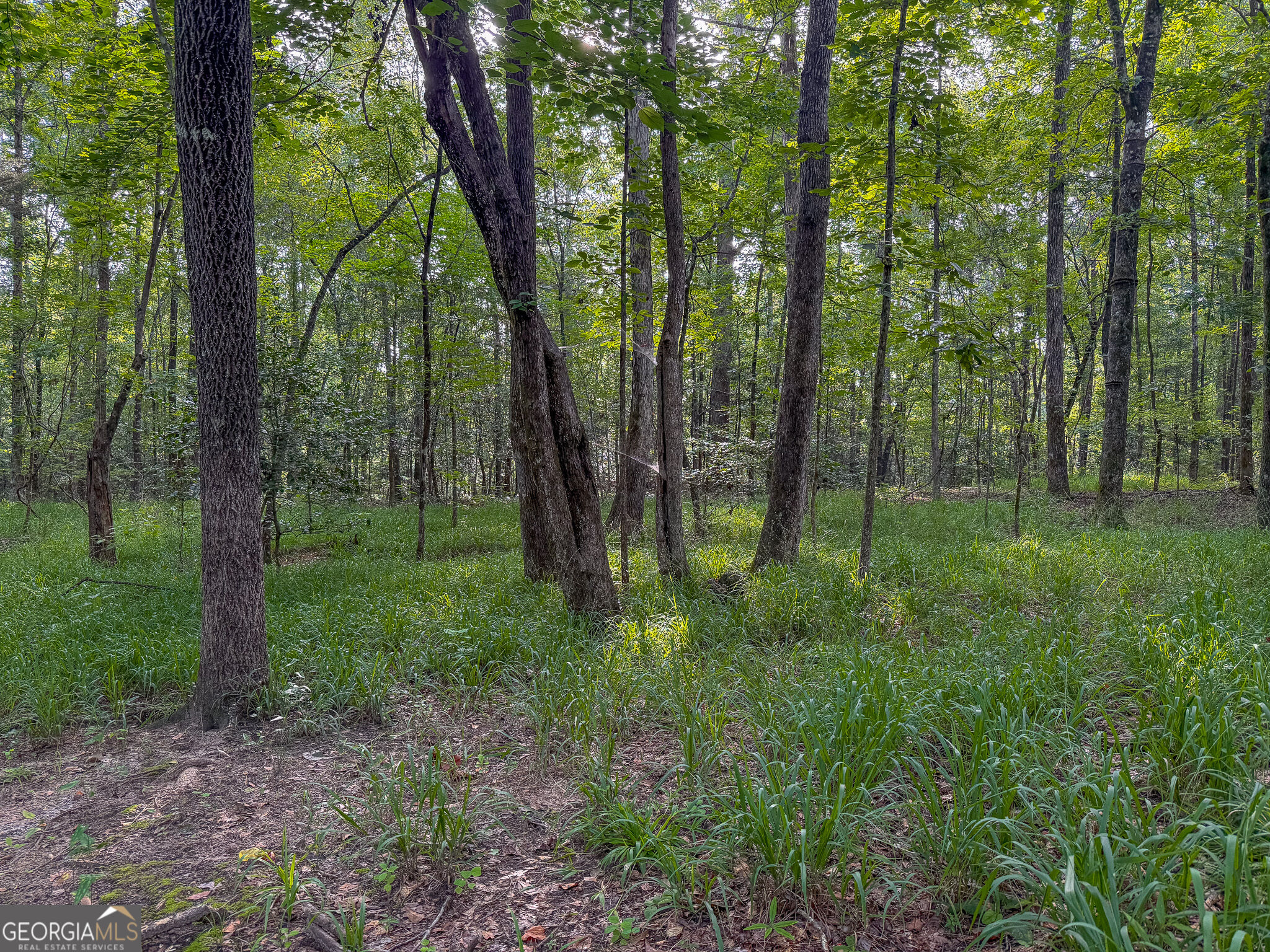 1709 Poplar Ridge Road Property Photo 59