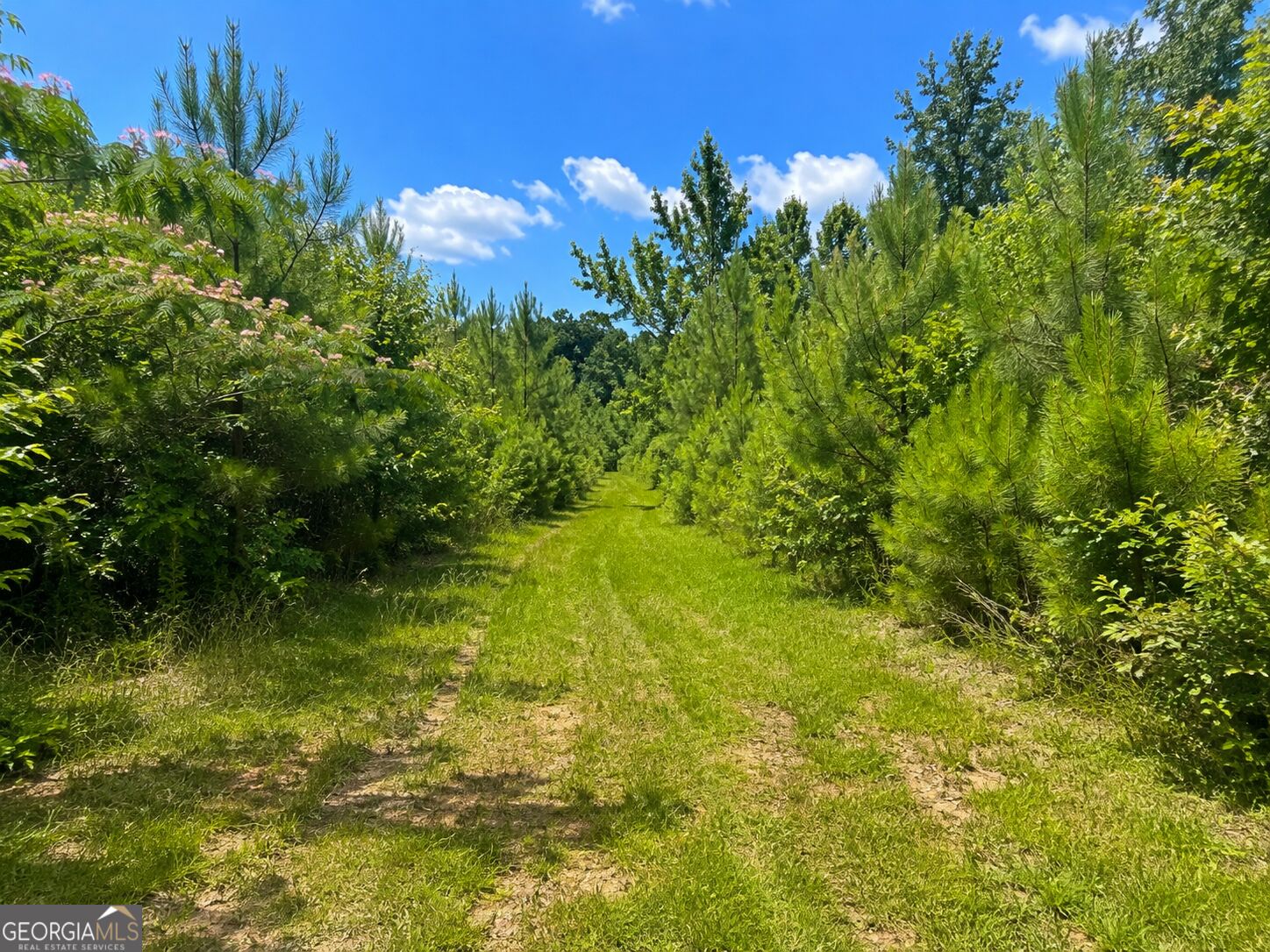 47 Acres Cochran Road Property Photo 8