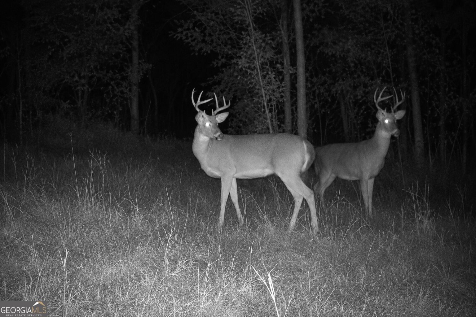 47 Acres Cochran Road Property Photo 20