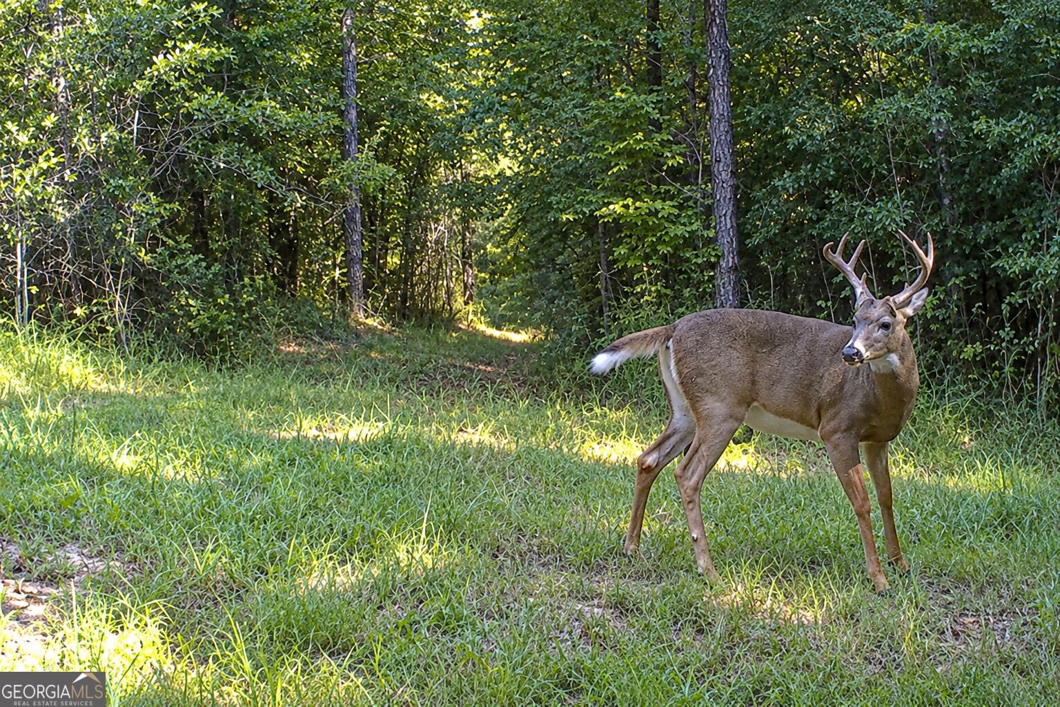 47 Acres Cochran Road Property Photo 21