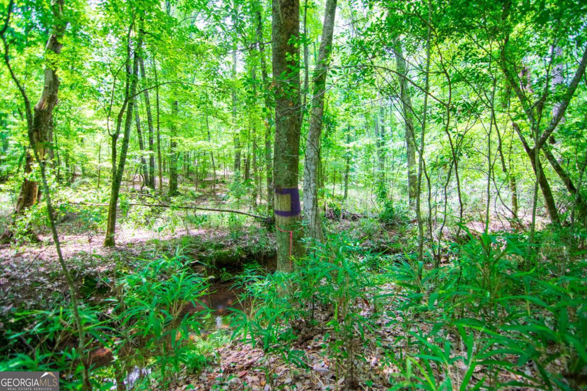 0 White Road Property Photo 22