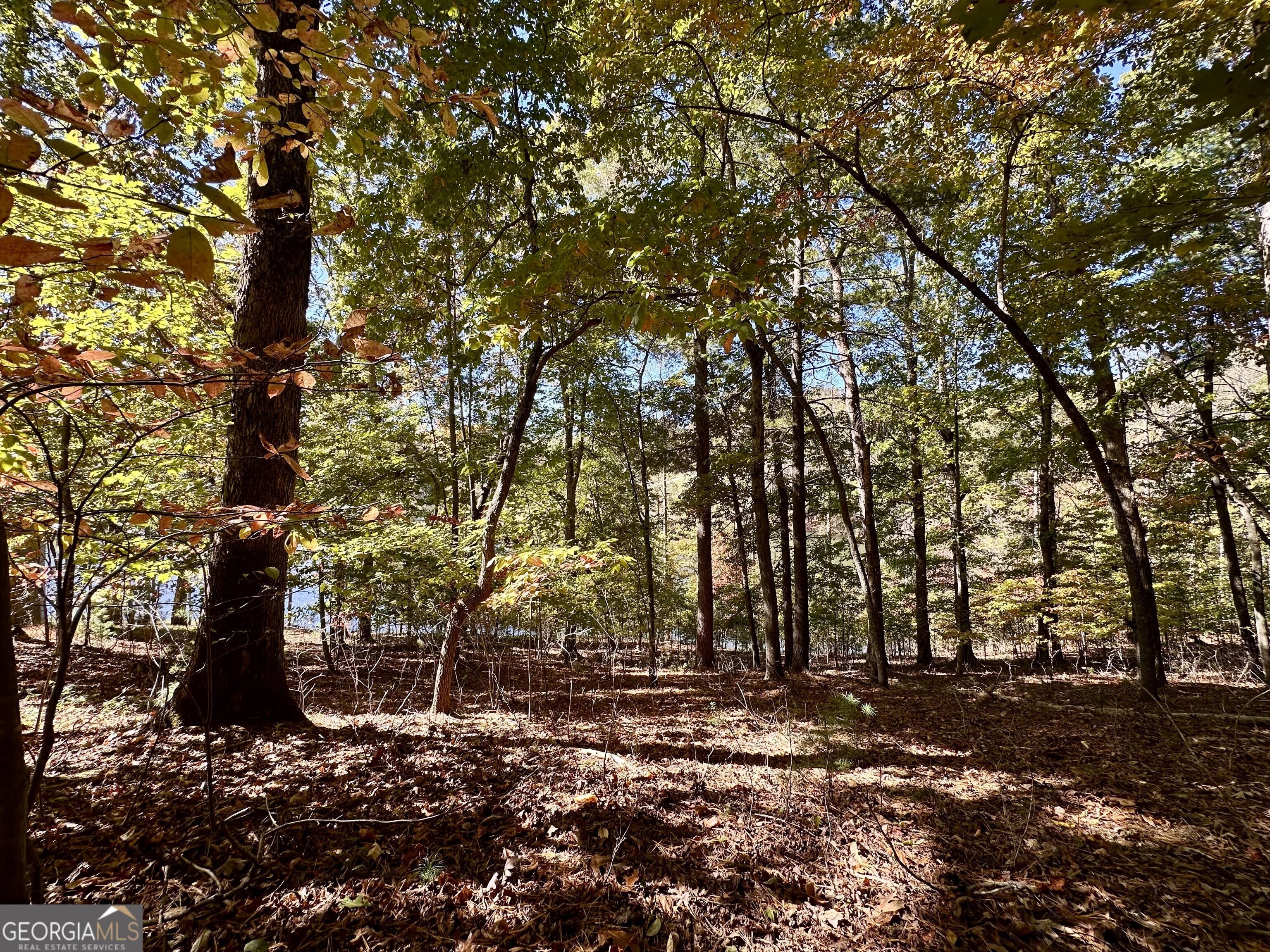 29 Forked Leaf Road Property Photo 4