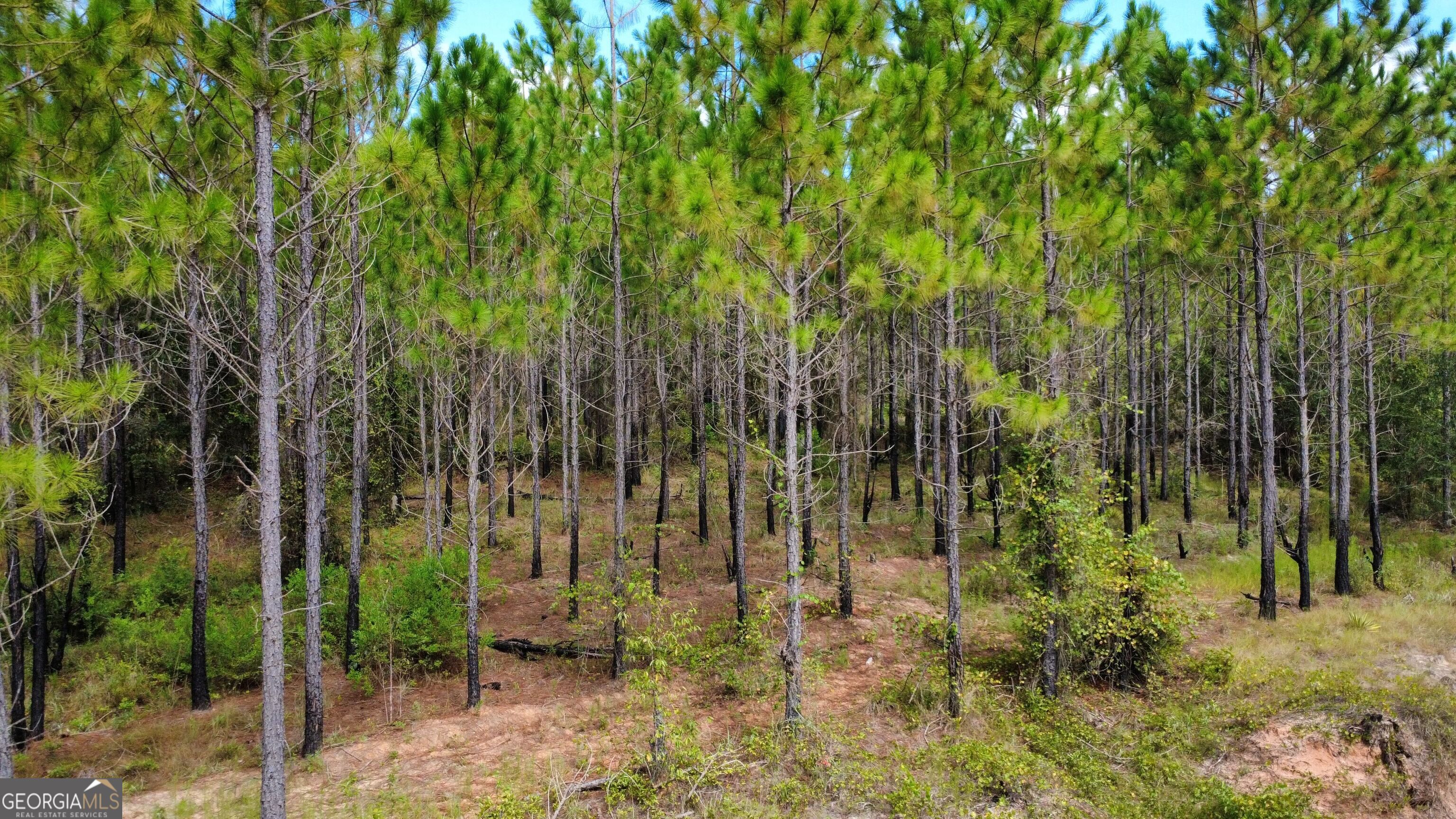 Tract 6 Sunflower Road Property Photo 6