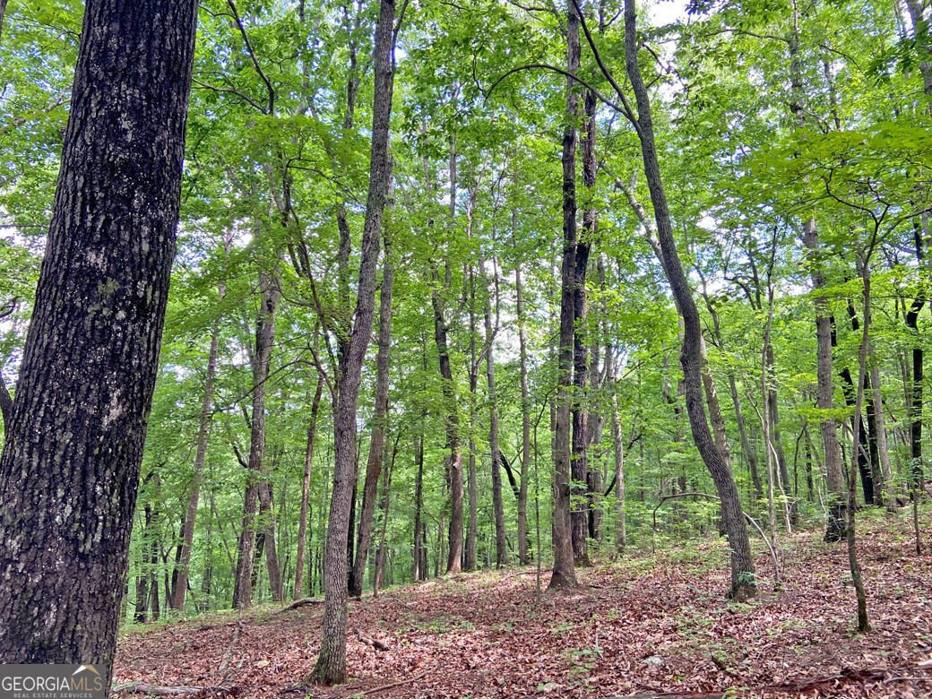 40.7ac Falling Pines Road Property Photo 2