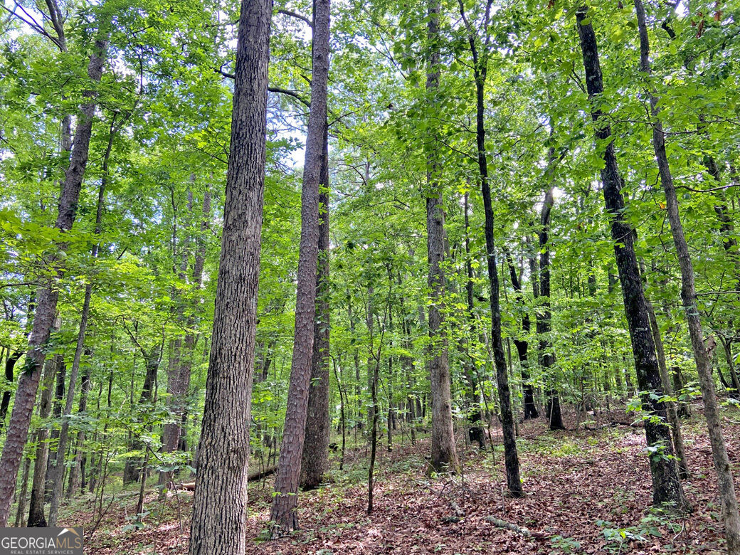 40.7ac Falling Pines Road Property Photo 3