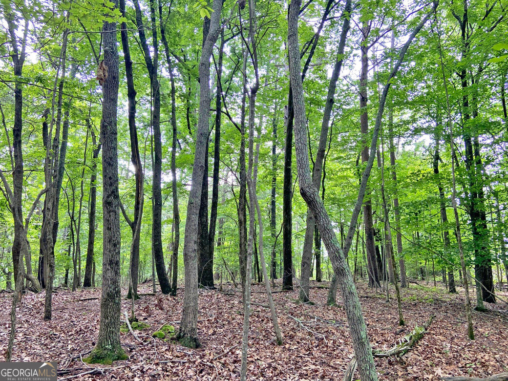 40.7ac Falling Pines Road Property Photo 4