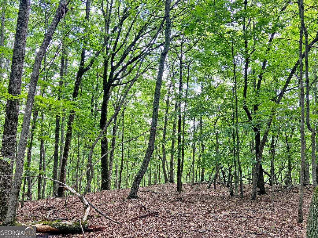 40.7ac Falling Pines Road Property Photo 5