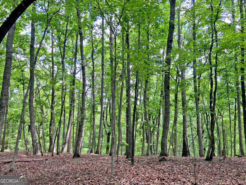40.7ac Falling Pines Road Property Photo 6