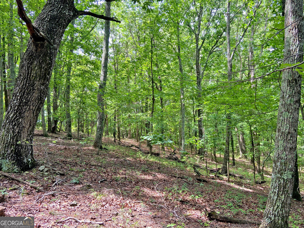 40.7ac Falling Pines Road Property Photo 8