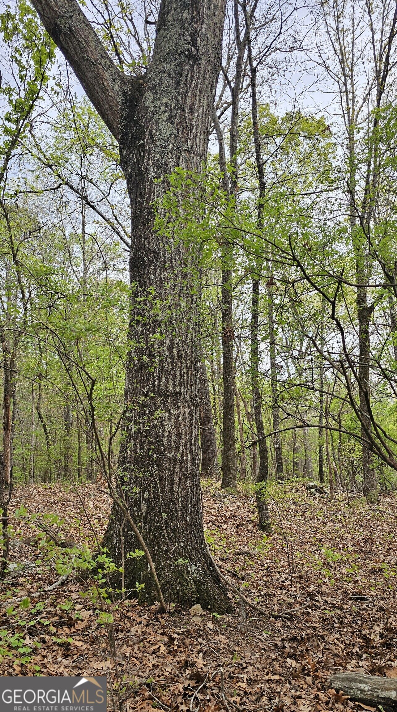 1050 Smith Road Property Photo 4