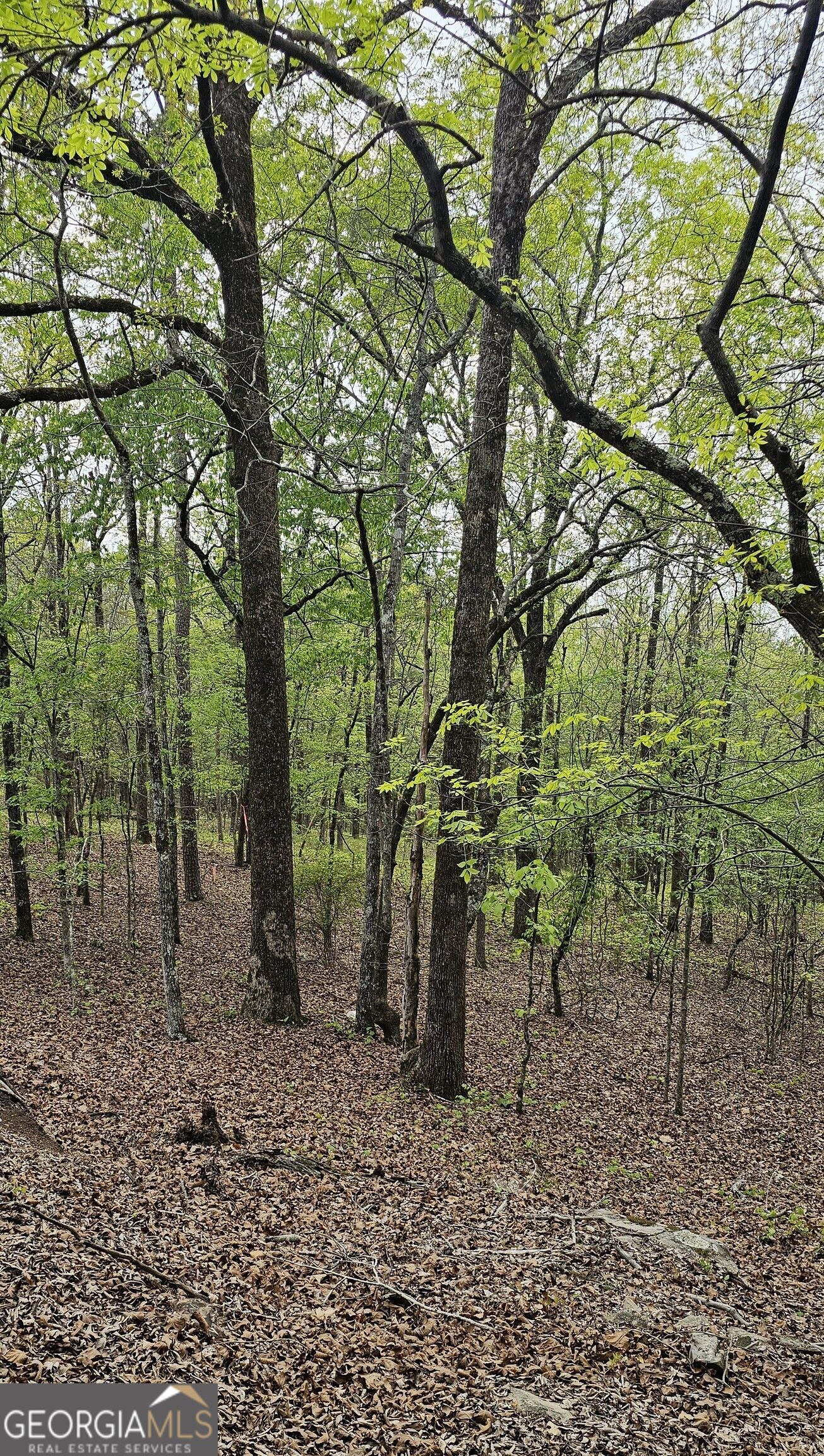 1050 Smith Road Property Photo 6