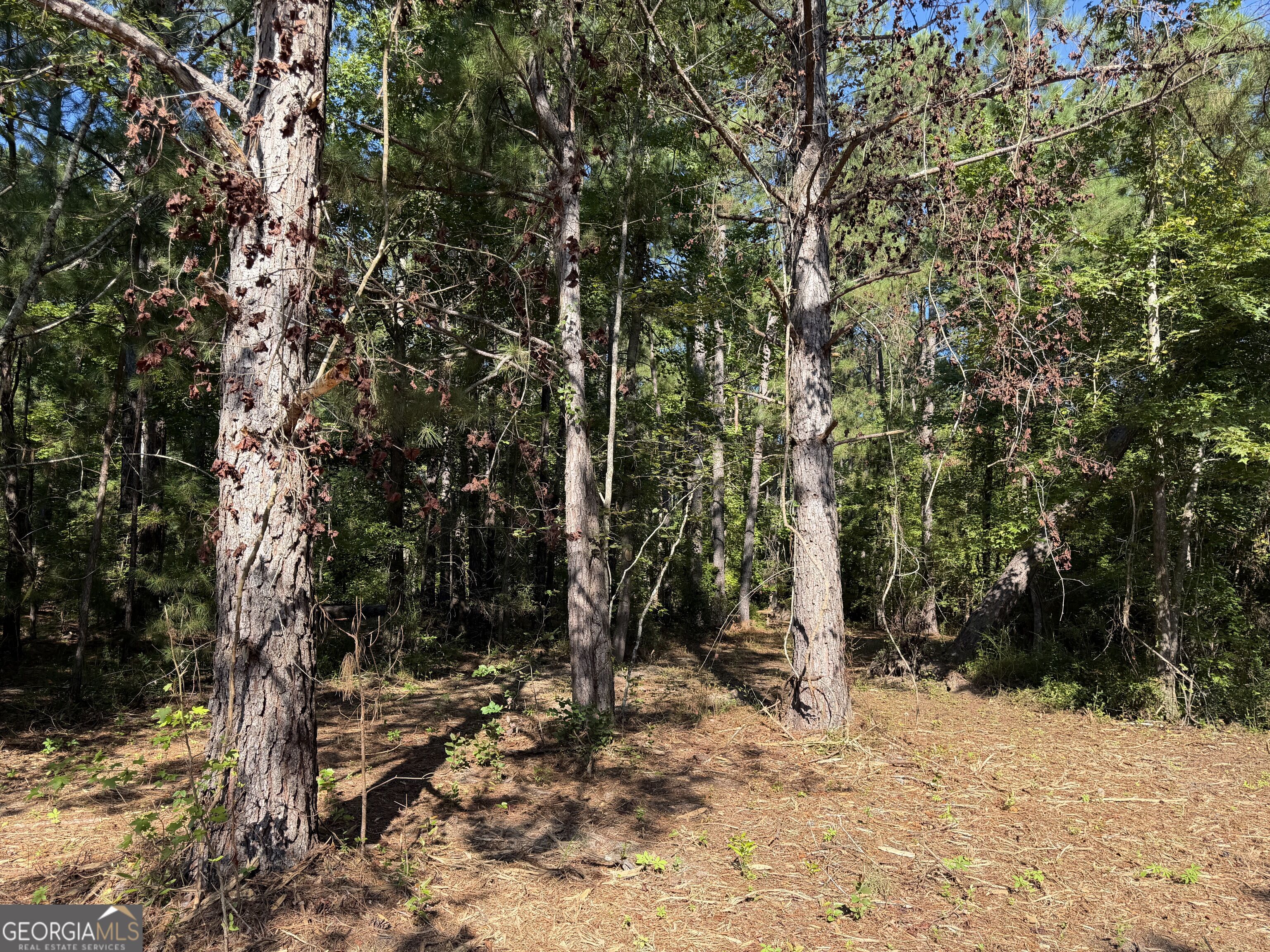 0 Pig Road Property Photo 3