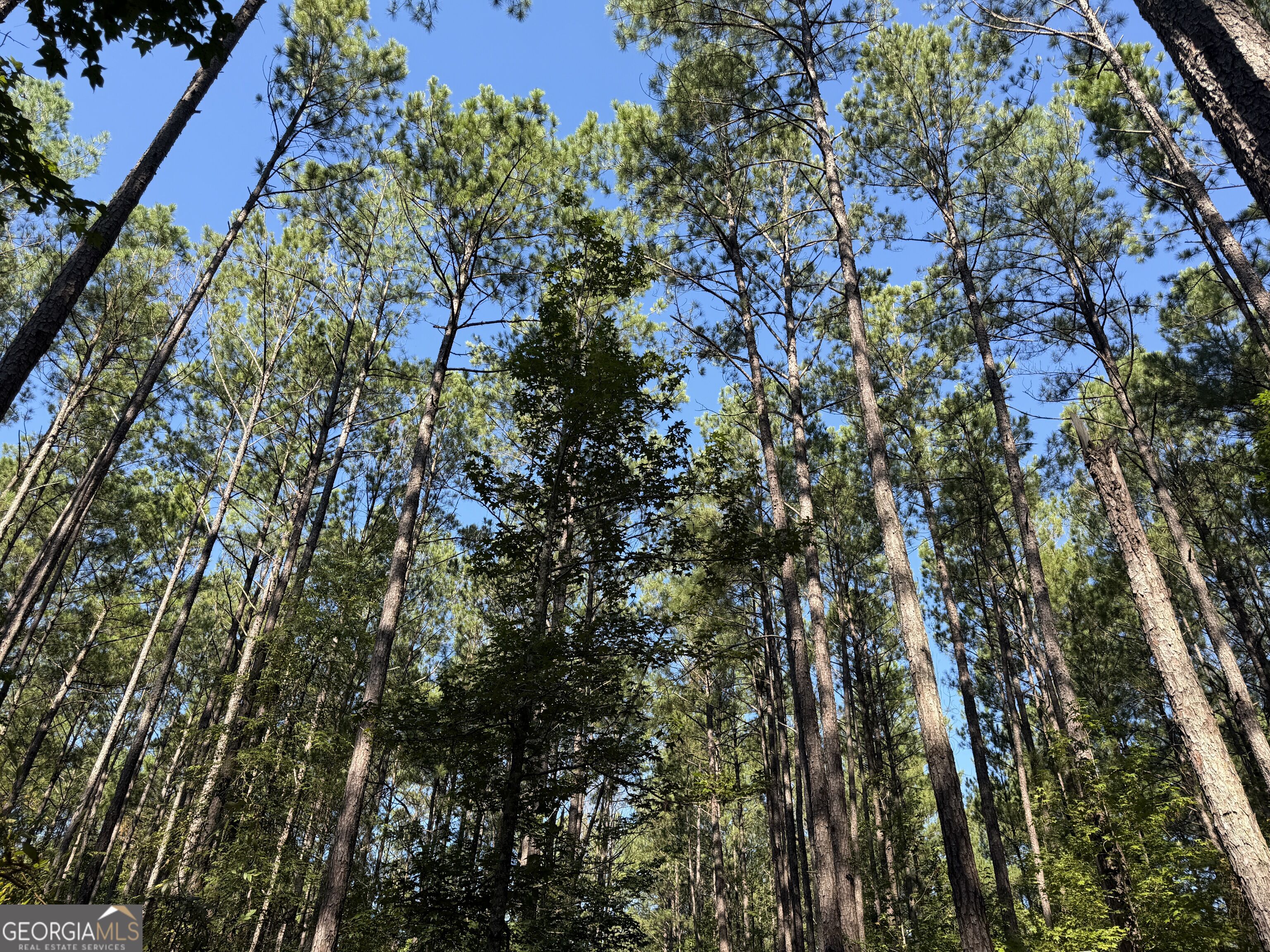 0 Pig Road Property Photo 6