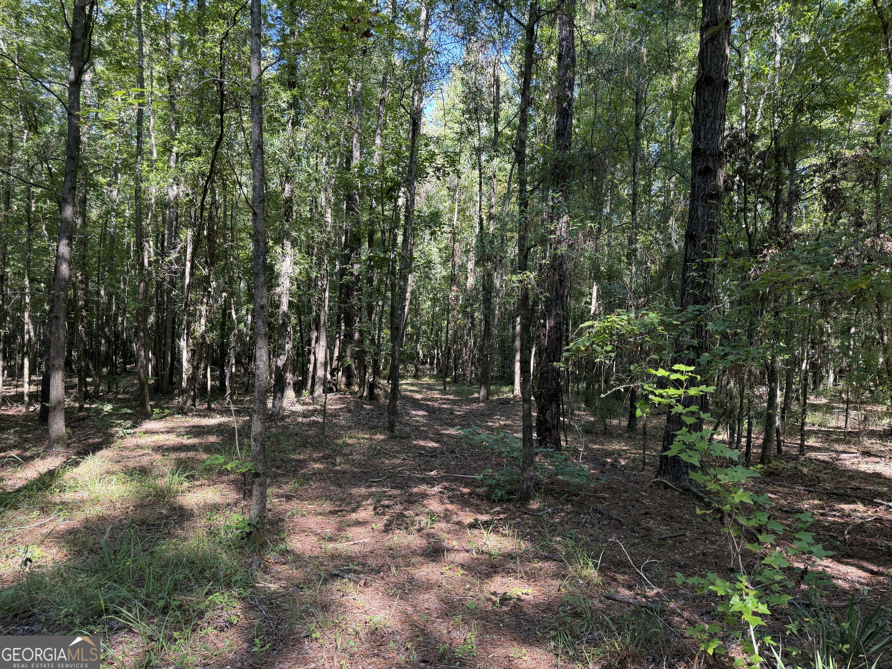 0 Pig Road Property Photo 12