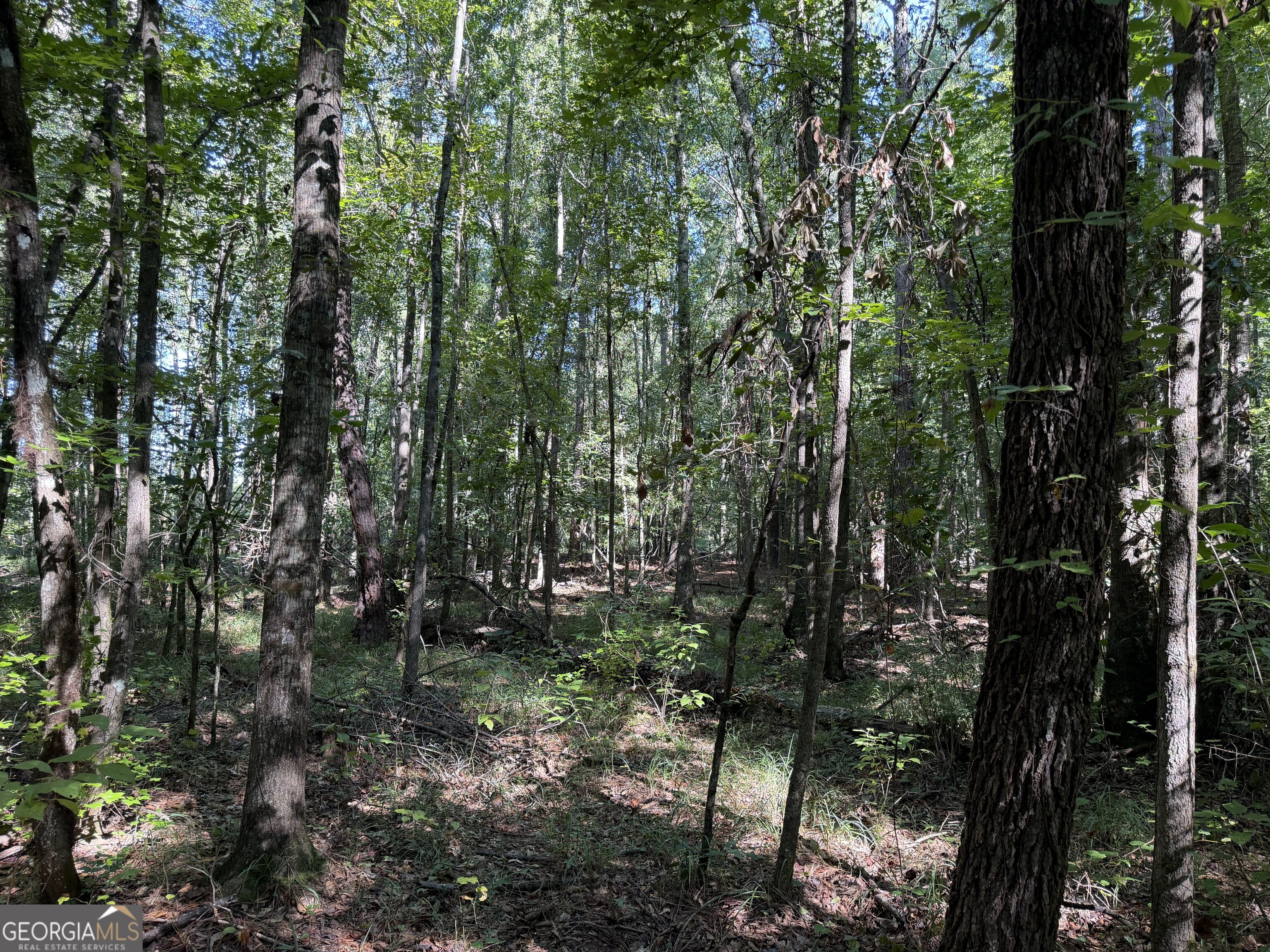 0 Pig Road Property Photo 17
