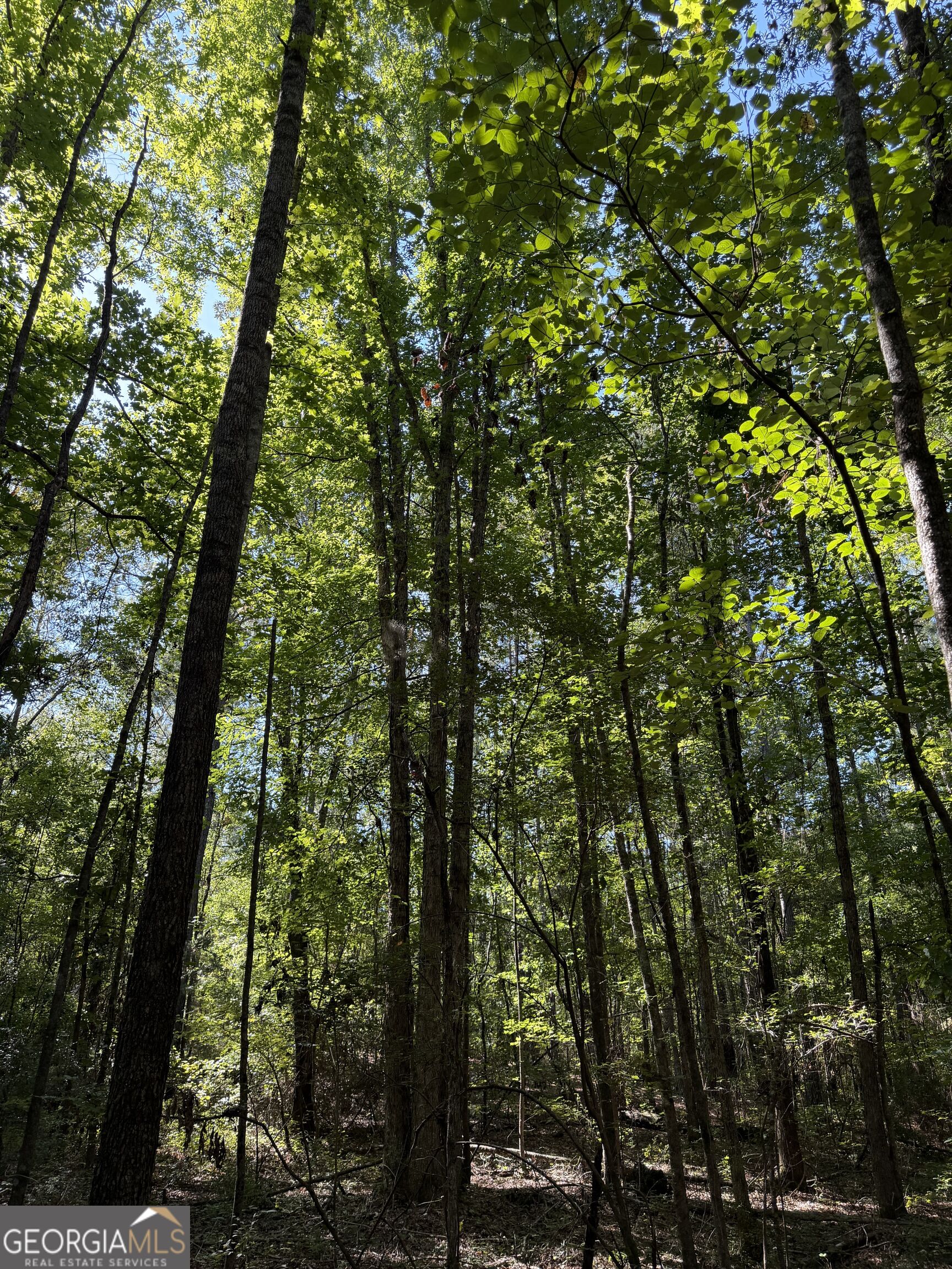 0 Pig Road Property Photo 26