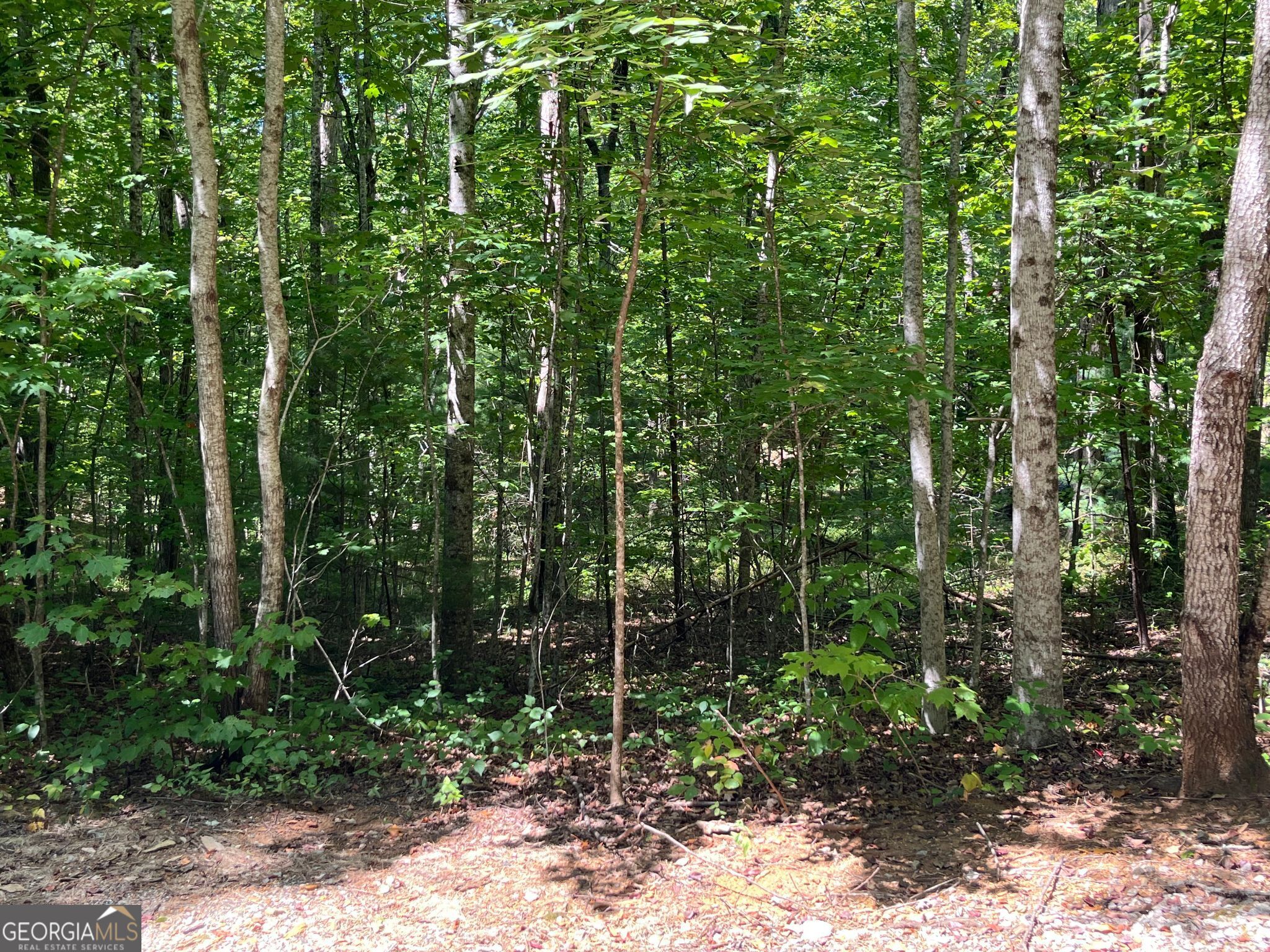 Lot 7 Forest Canopy Way Property Photo 1
