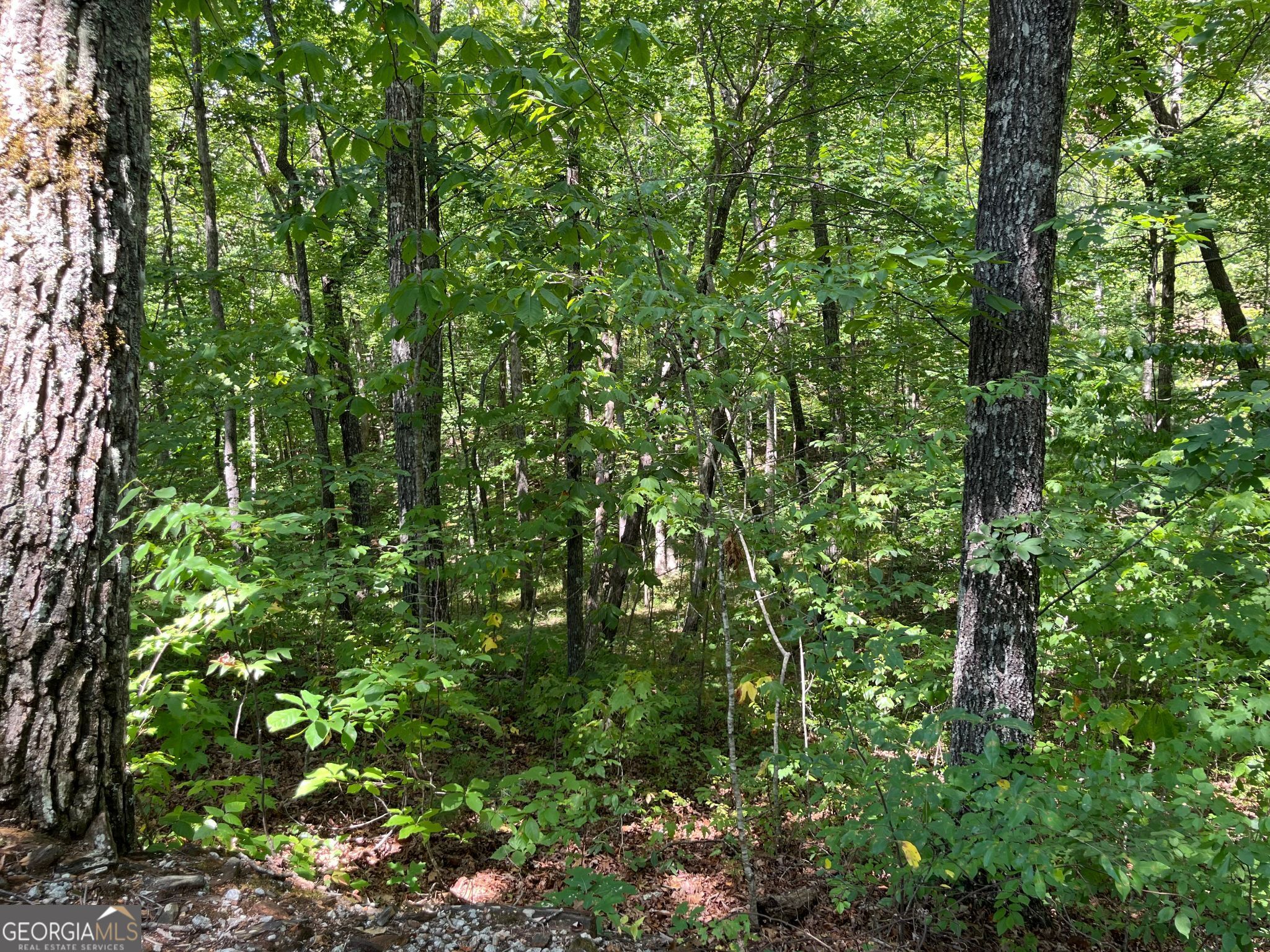 Lot 7 Forest Canopy Way Property Photo 4