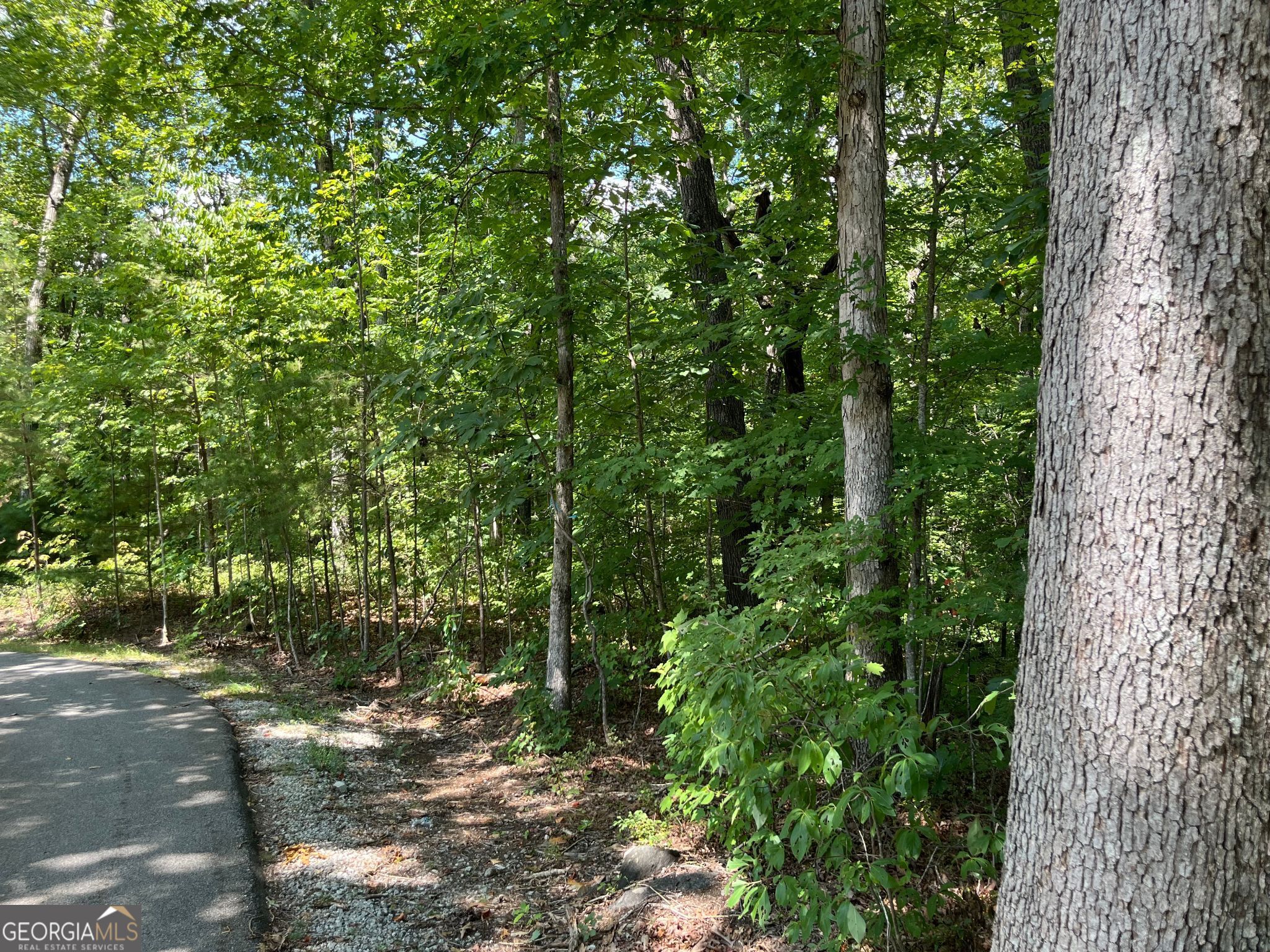 Lot 7 Forest Canopy Way Property Photo 5