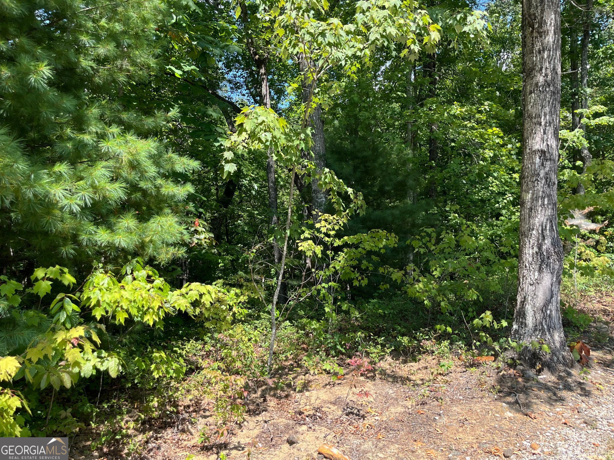 Lot 7 Forest Canopy Way Property Photo 7