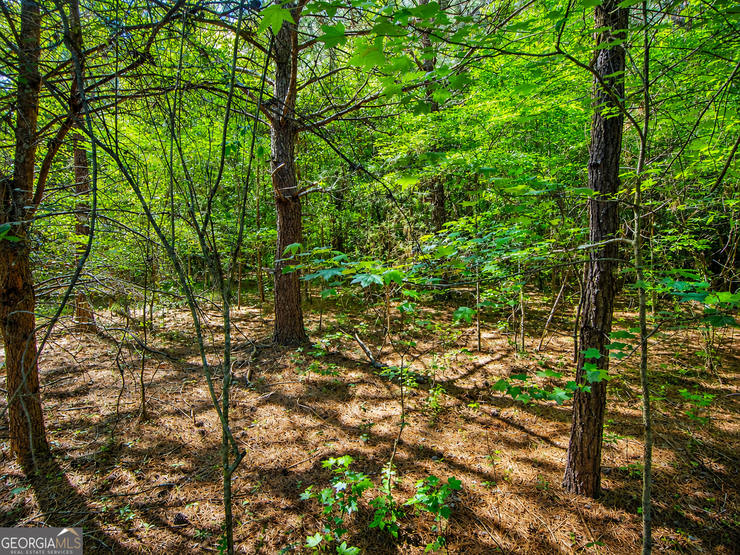 7 Acres Bronco Road Property Photo 7