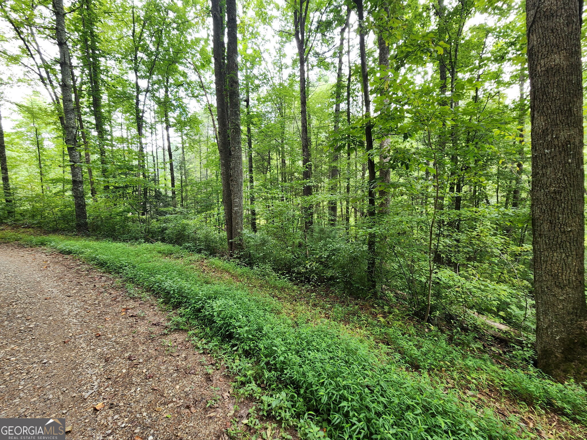 Tract 2b Poplar Cove Trail Property Photo 8