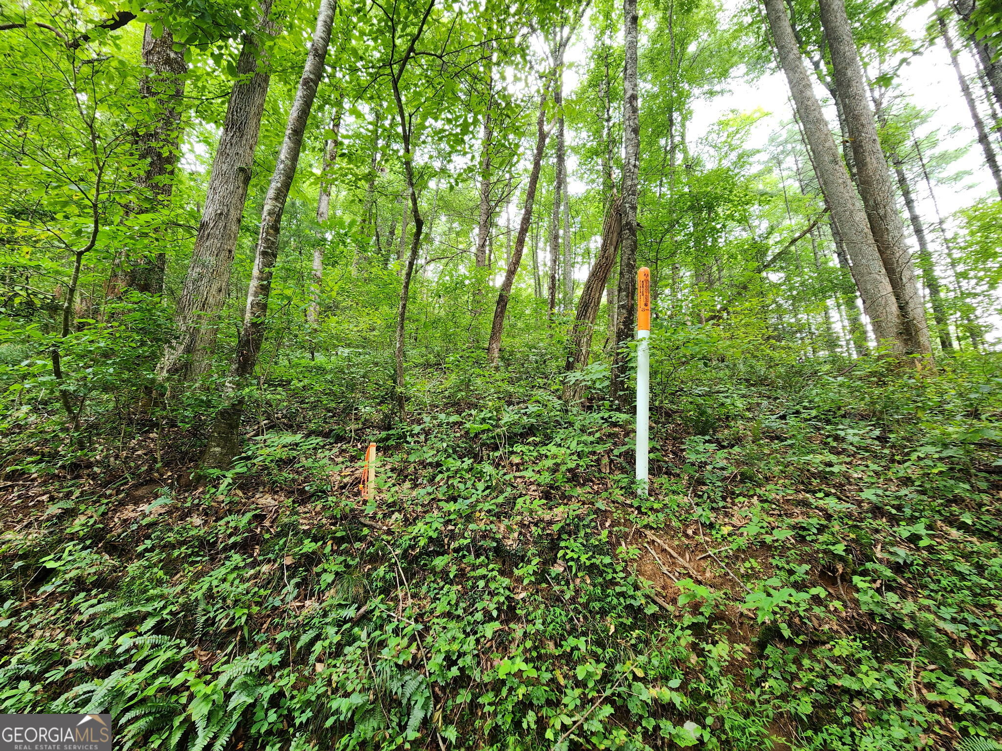 Tract 2a Poplar Cove Trail Property Photo 10