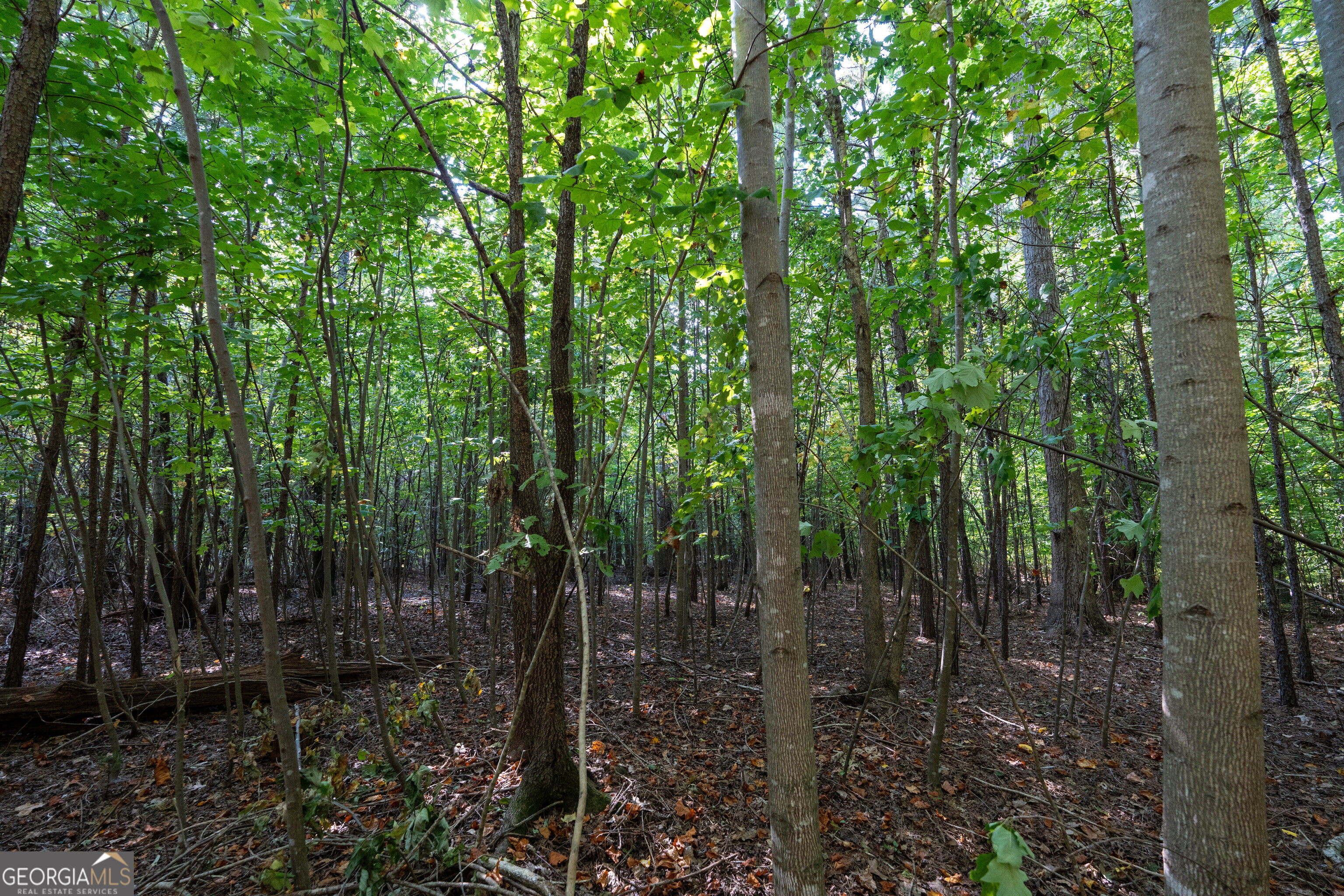 12 Bunch Road Property Photo 25