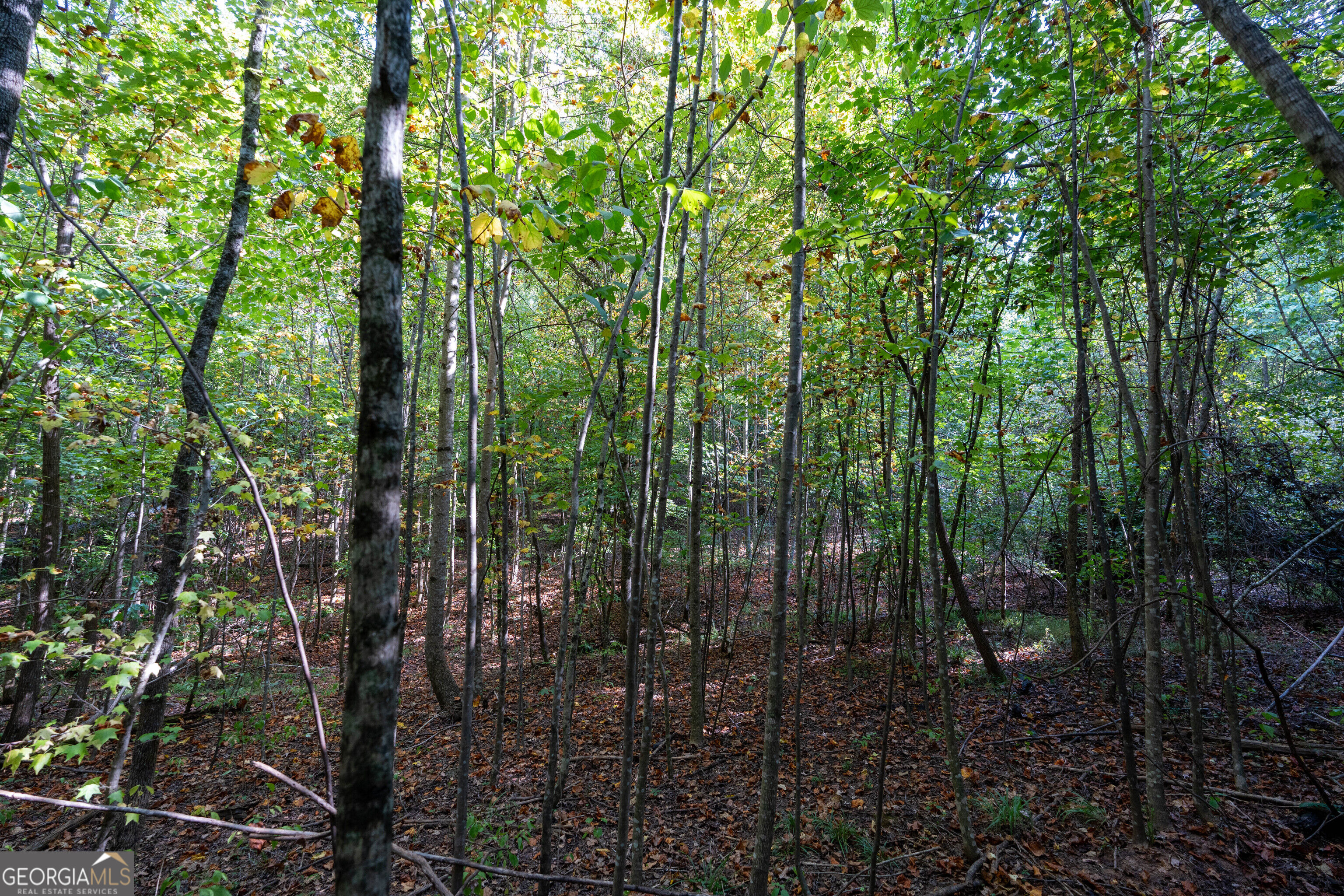 12 Bunch Road Property Photo 59