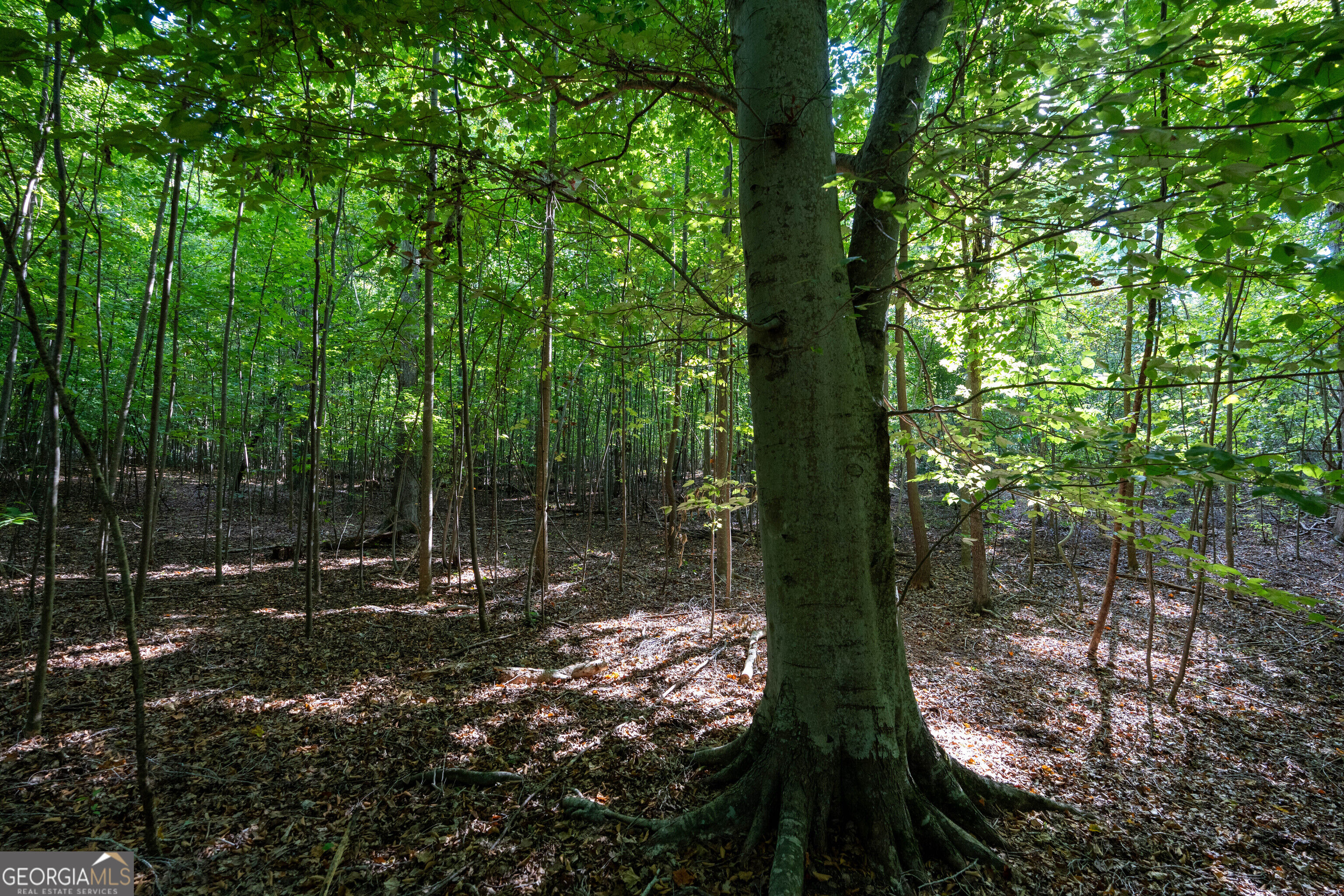 12 Bunch Road Property Photo 65