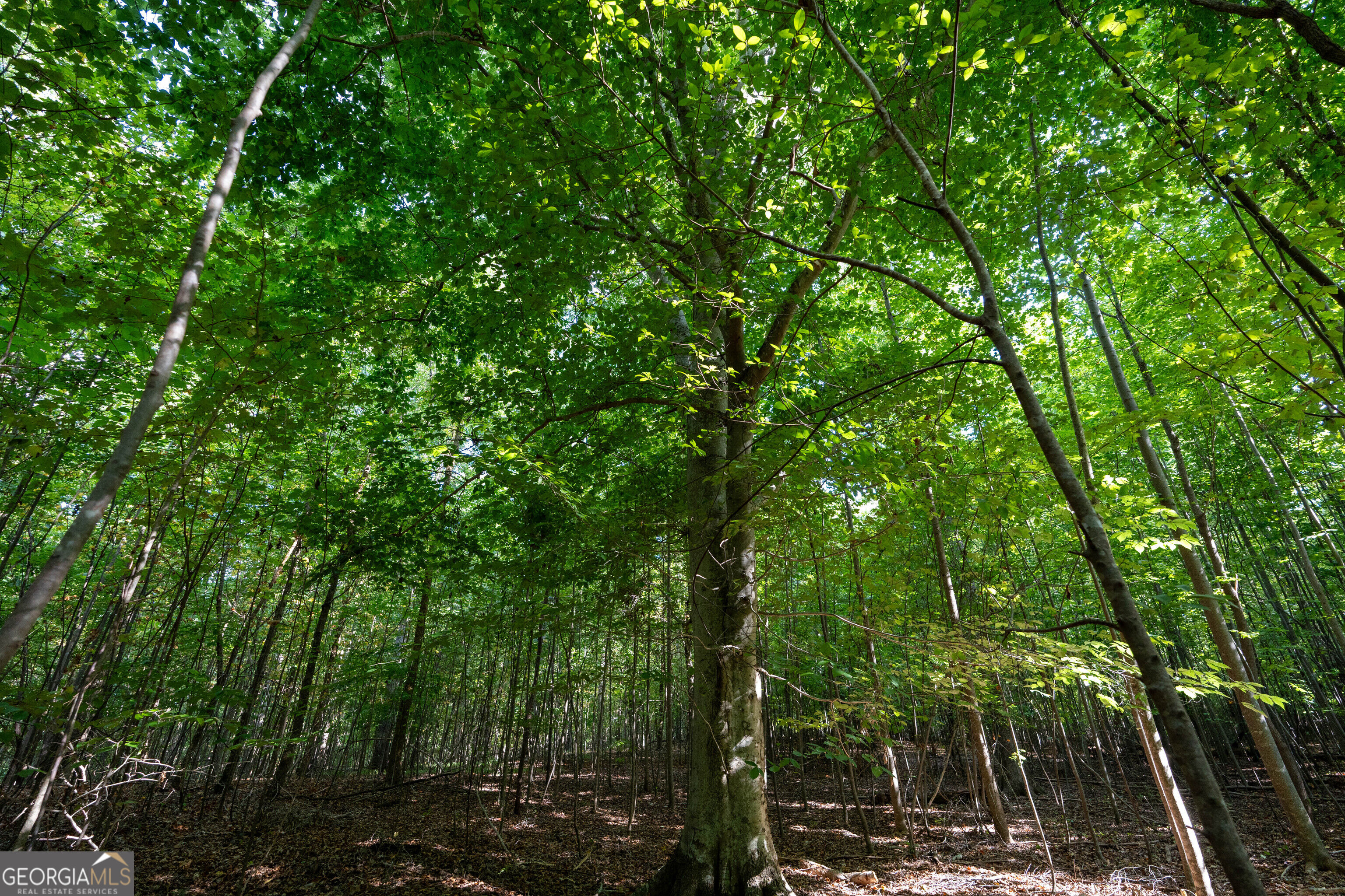 12 Bunch Road Property Photo 67