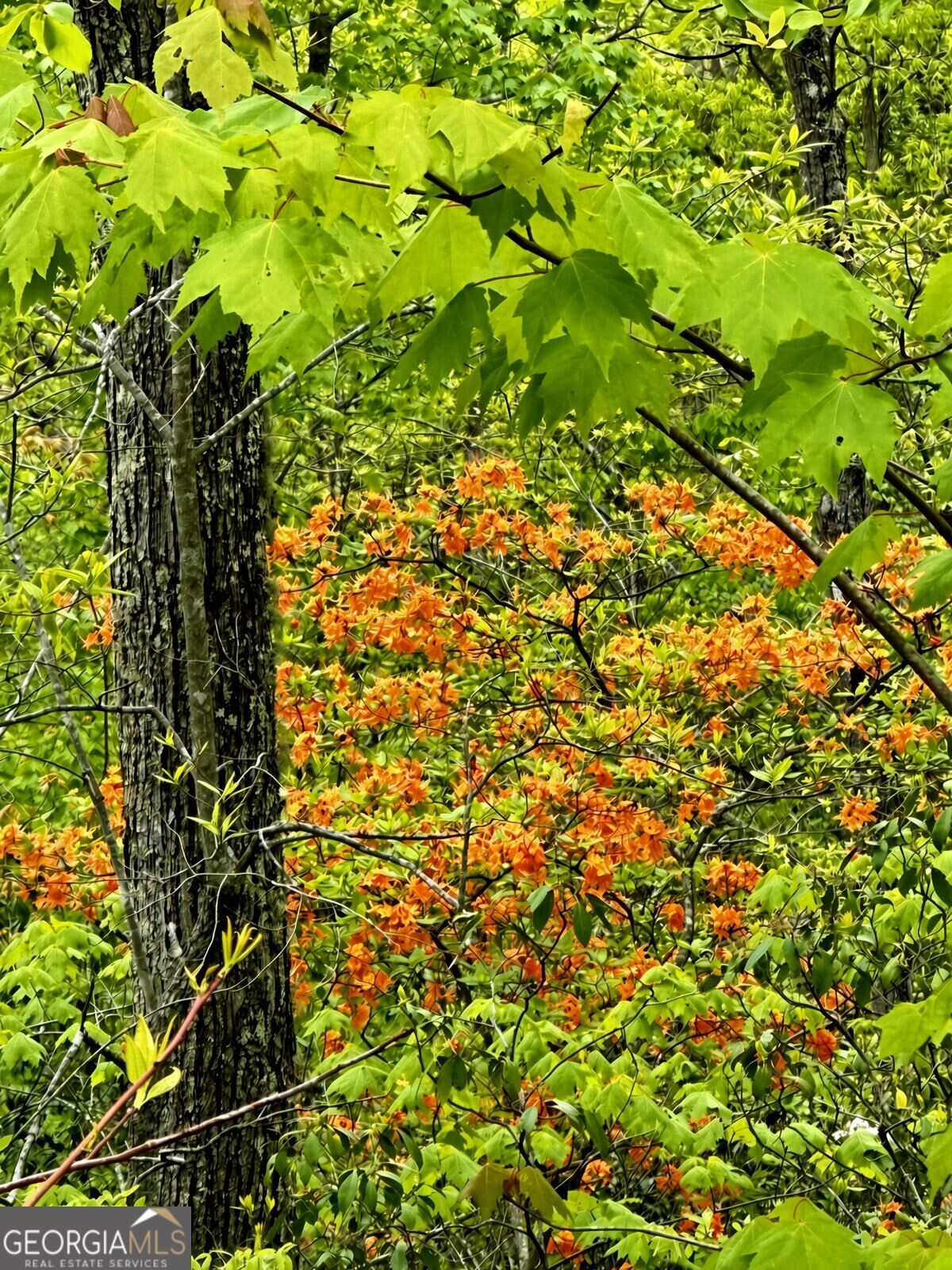 Lot 21 Turquoise Ridge Property Photo 8