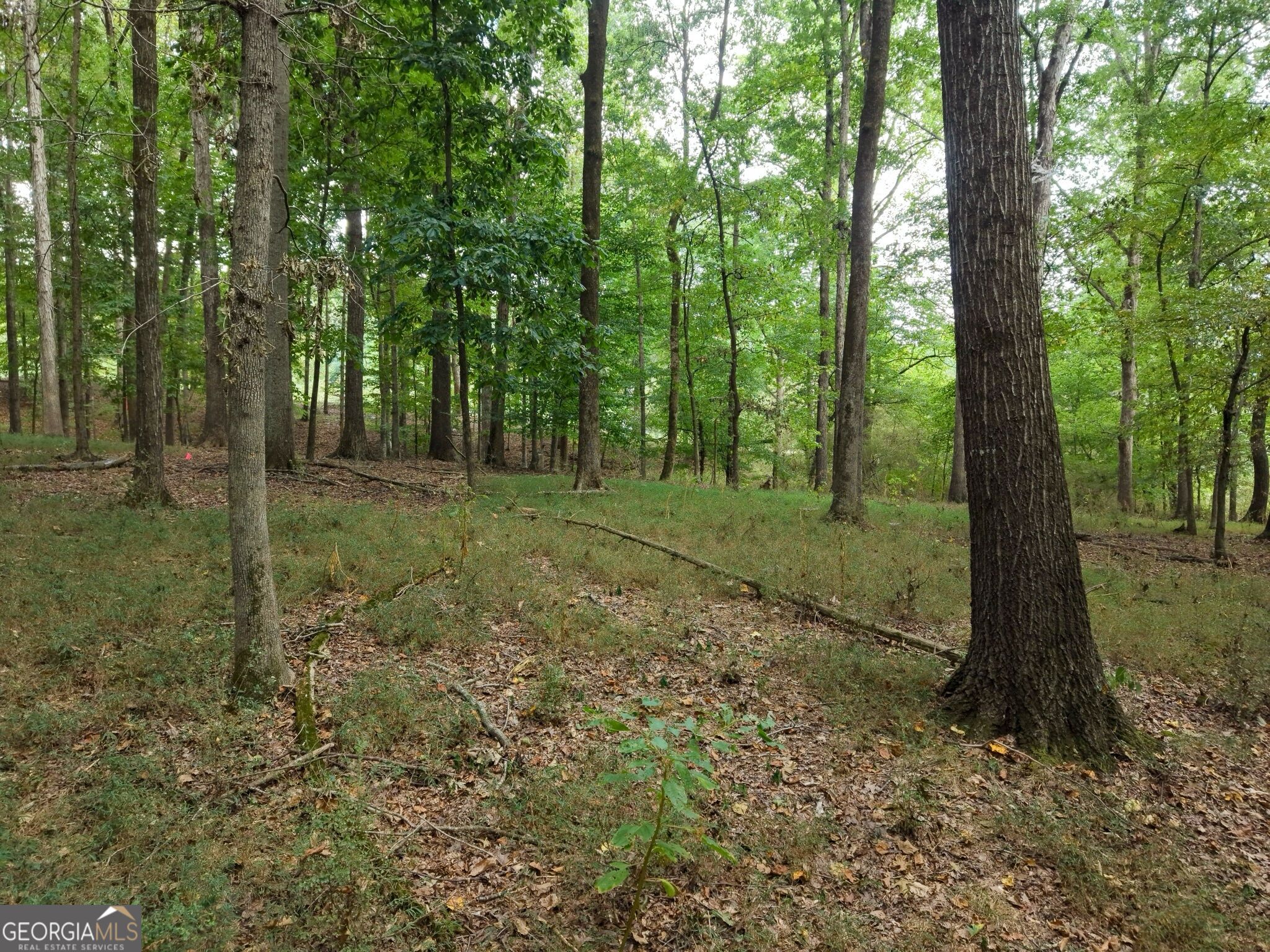 0 W L Williams Road Property Photo 41