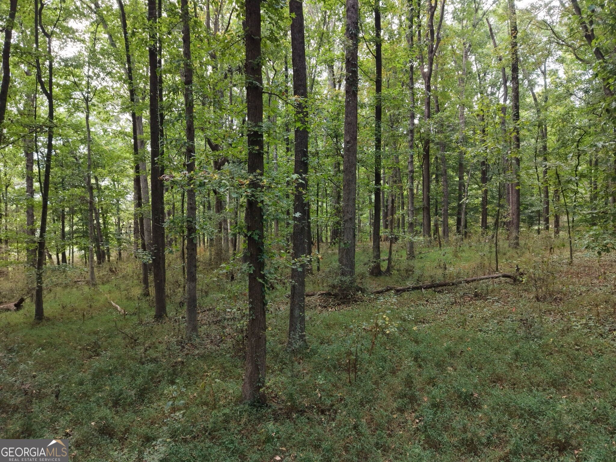 0 W L Williams Road Property Photo 44