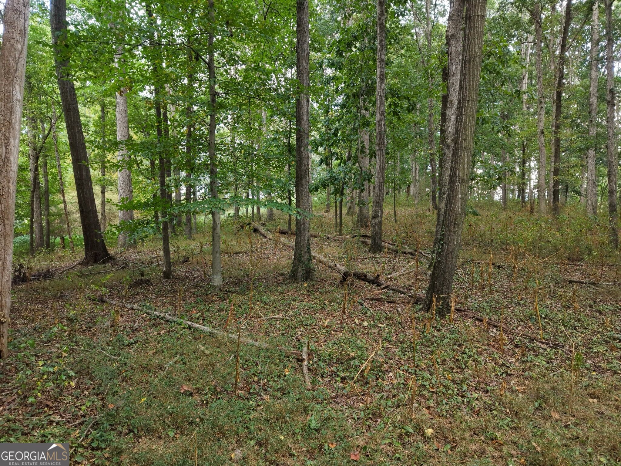 0 W L Williams Road Property Photo 51