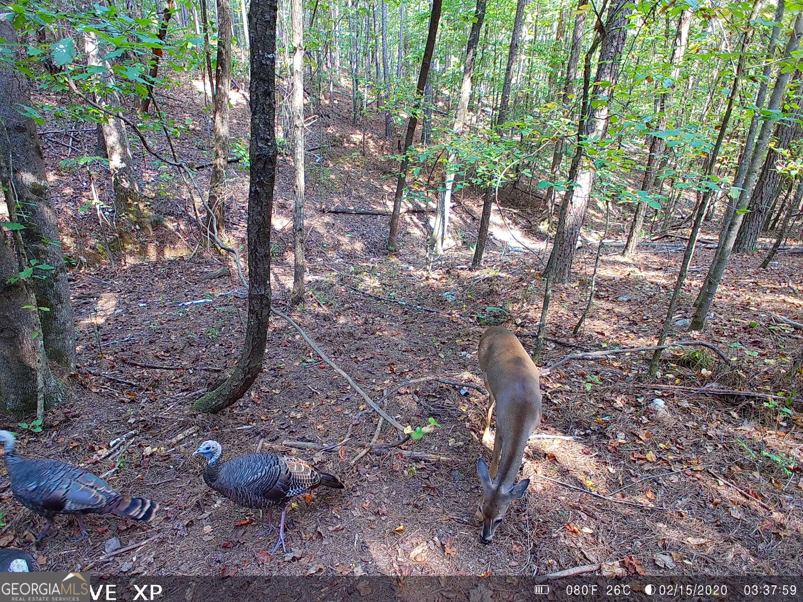 0 Hulsey Trail Property Photo 3
