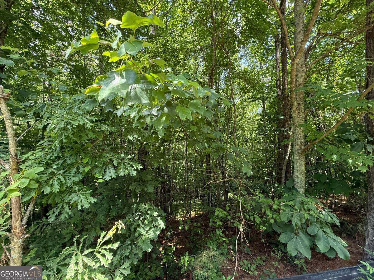 Lot E9 Reece Mountain Road Property Photo 11