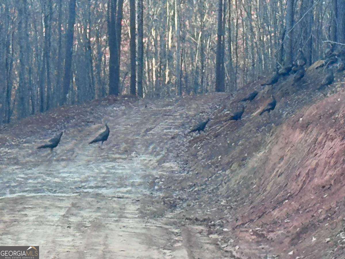 #17 Lone Bear Path Property Photo 9