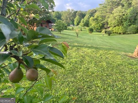 4253 Swallows Creek Road Property Photo 51