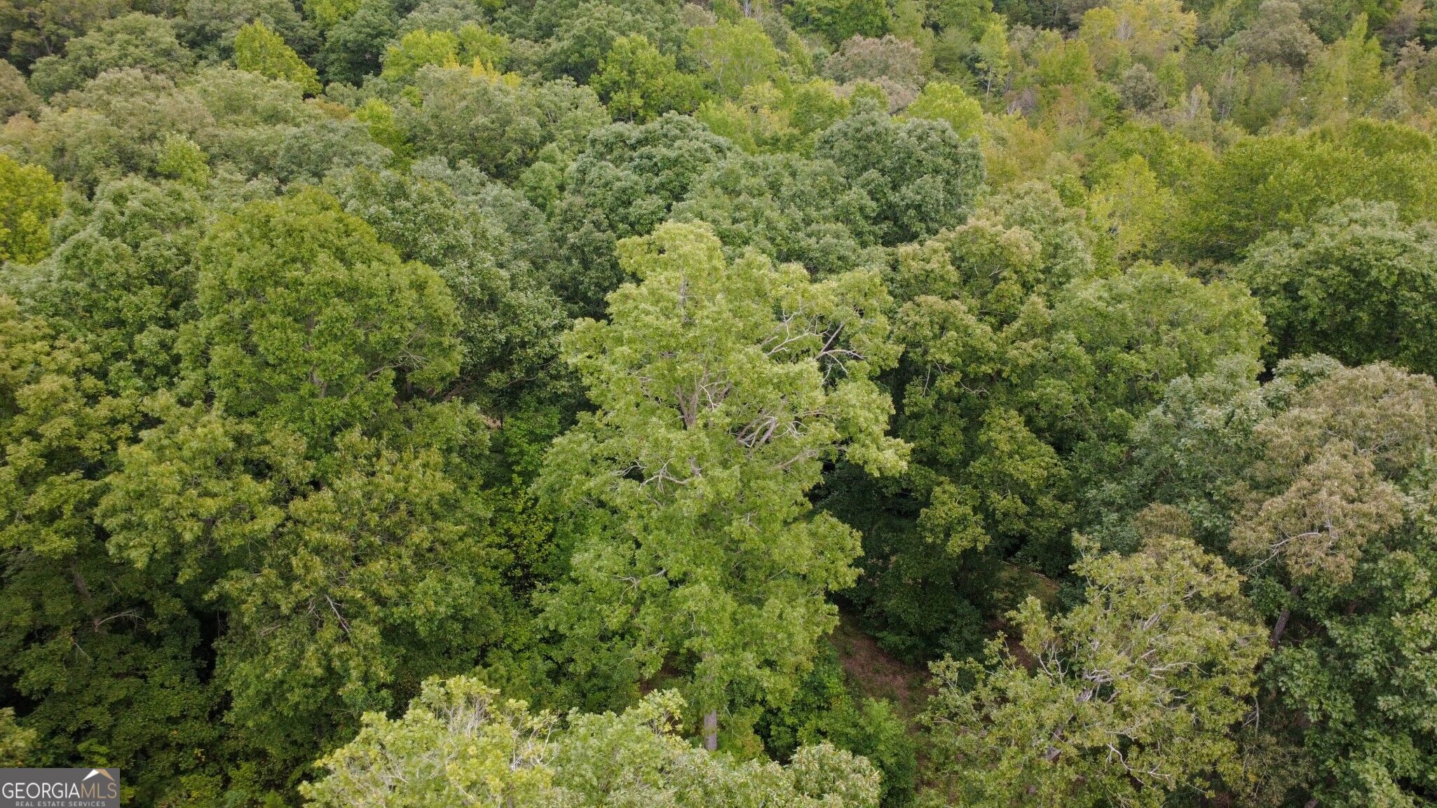 263 Cole Lake Drive Property Photo 18