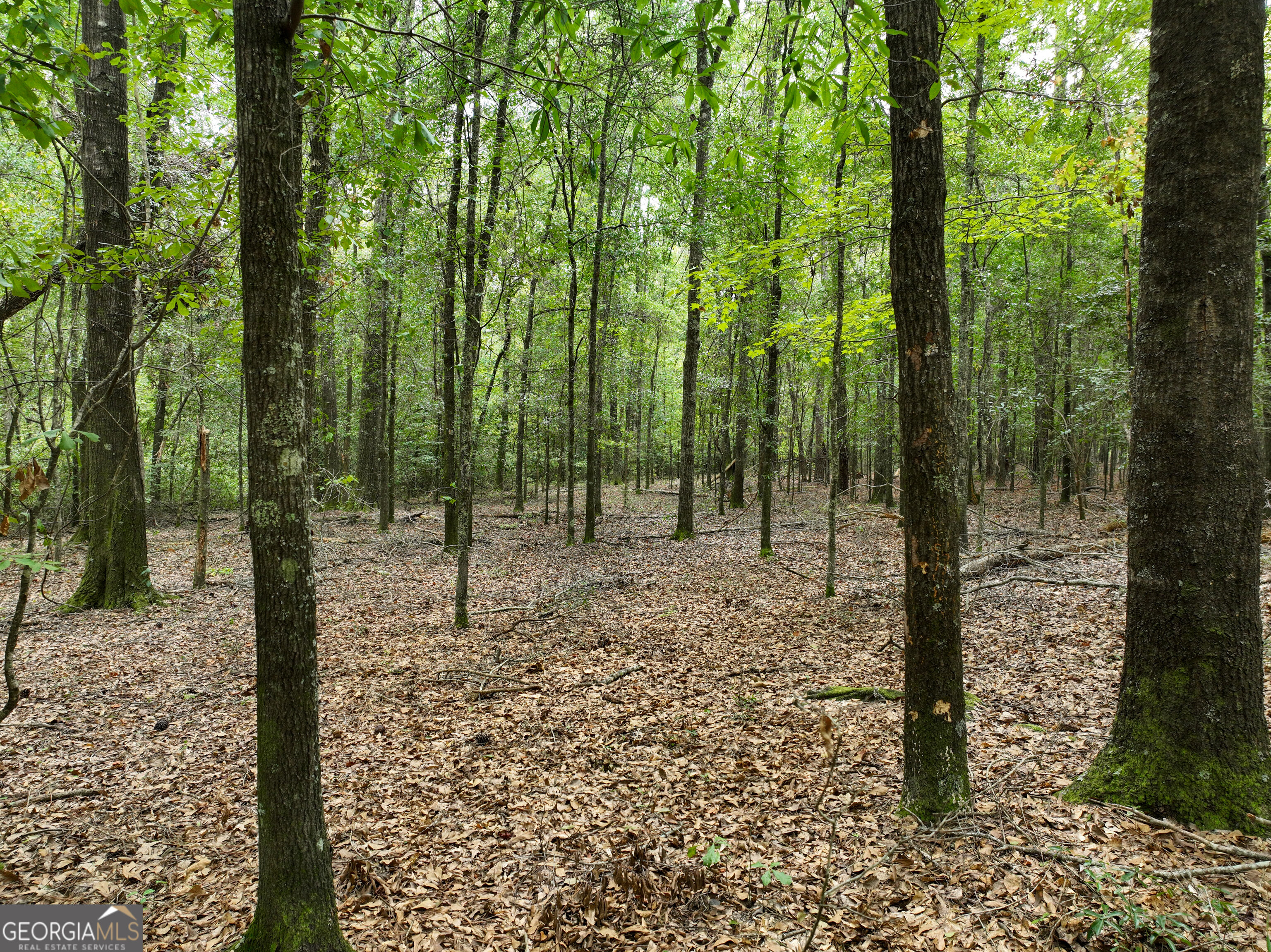 5889 Hammock Road Property Photo 5