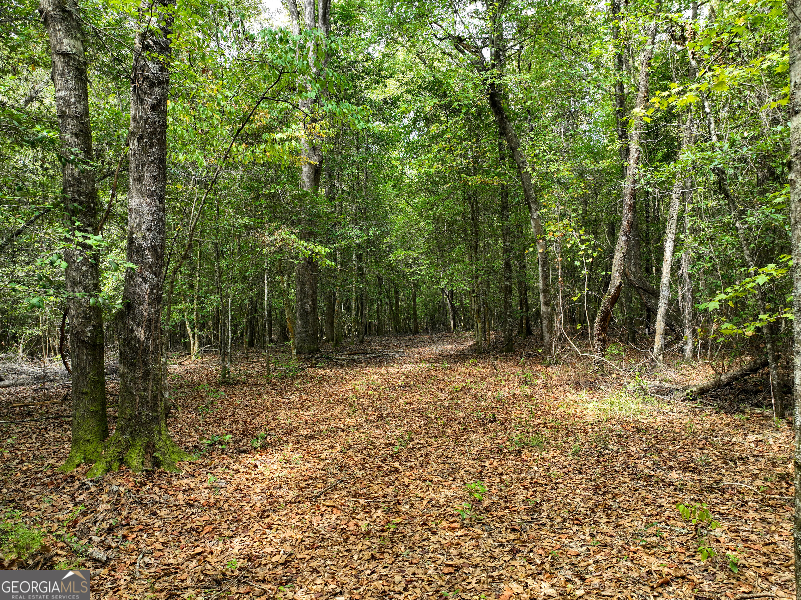 5889 Hammock Road Property Photo 6